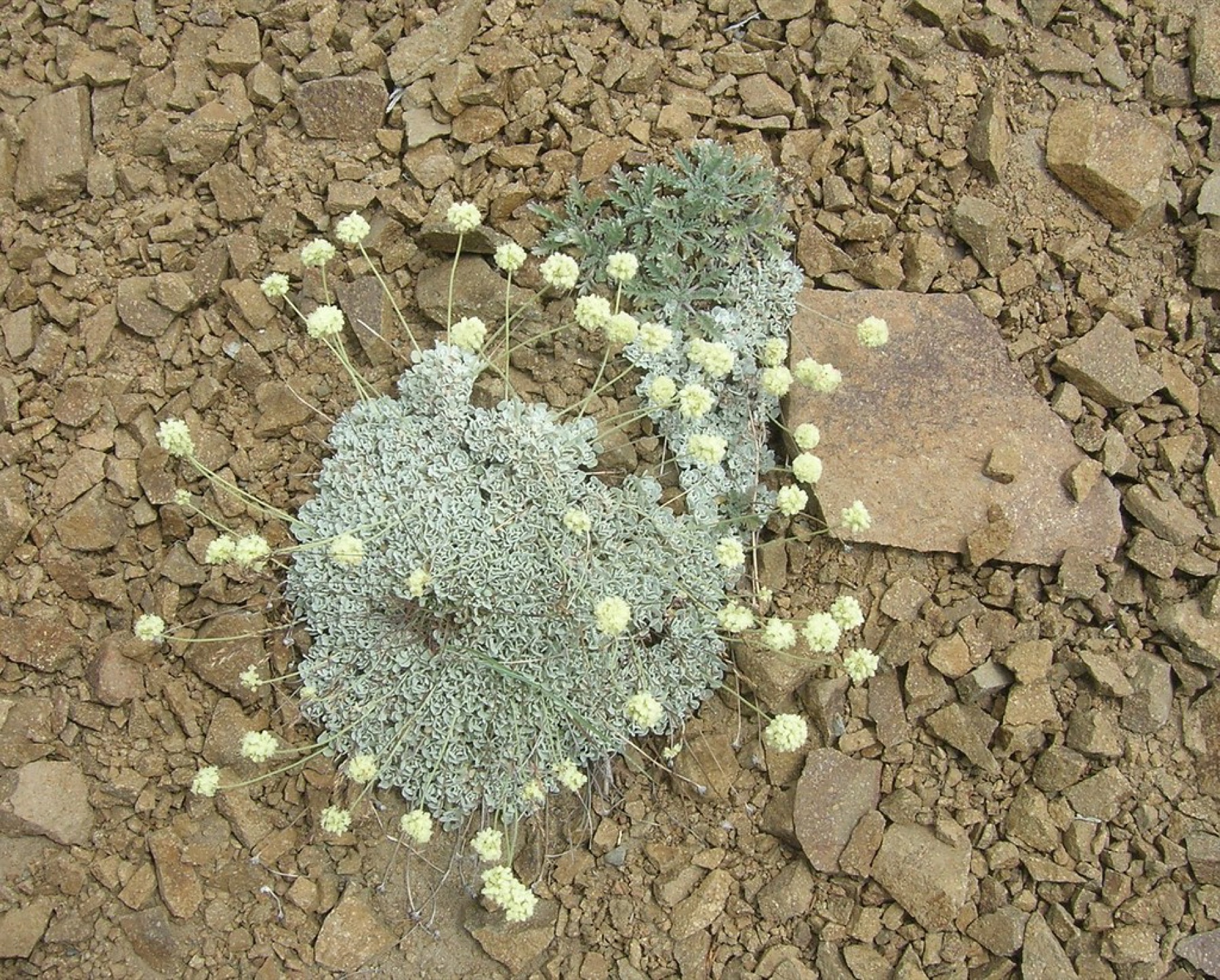 Cushion Buckwheat — photo 22