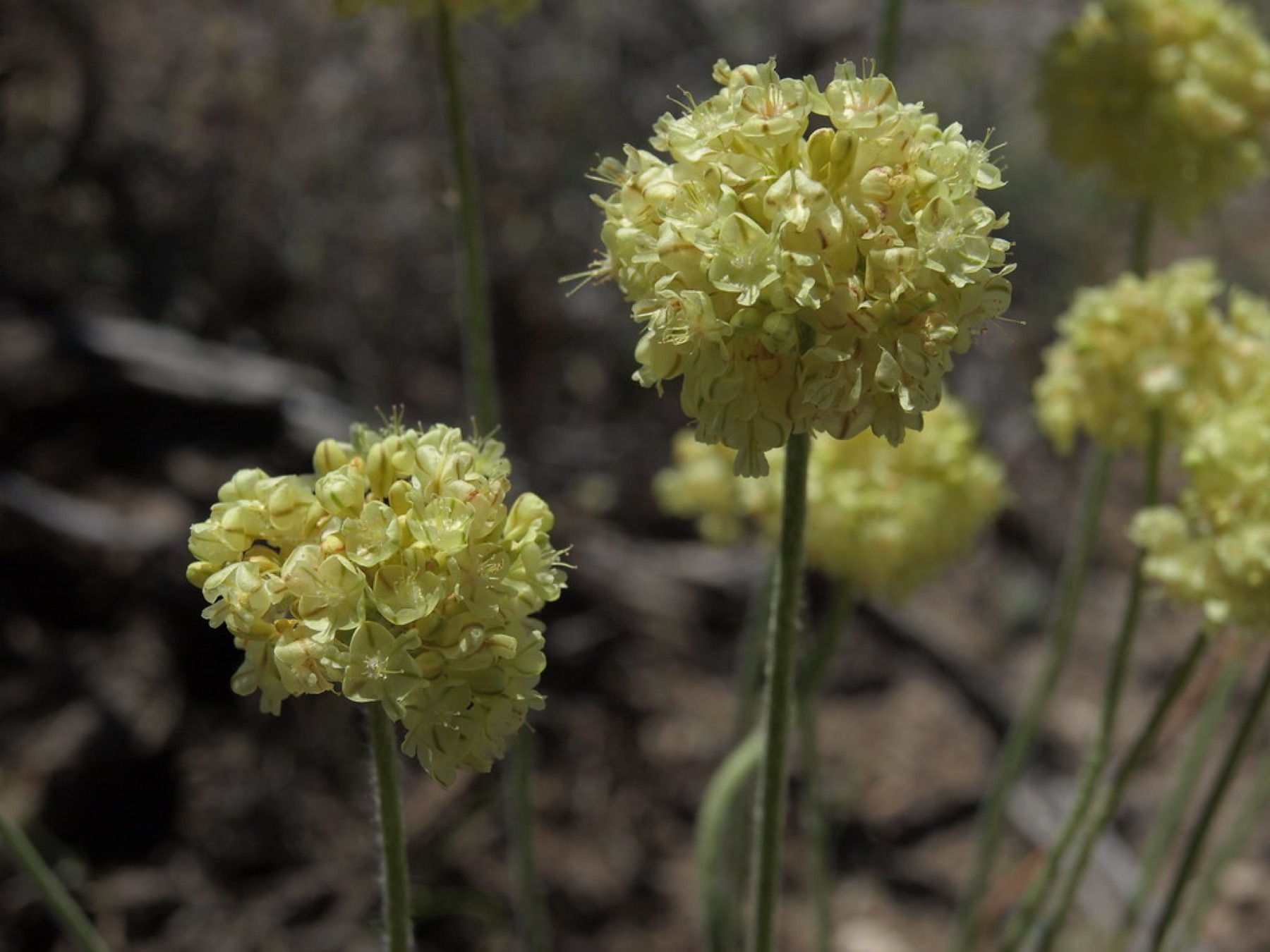 Cushion Buckwheat — photo 23