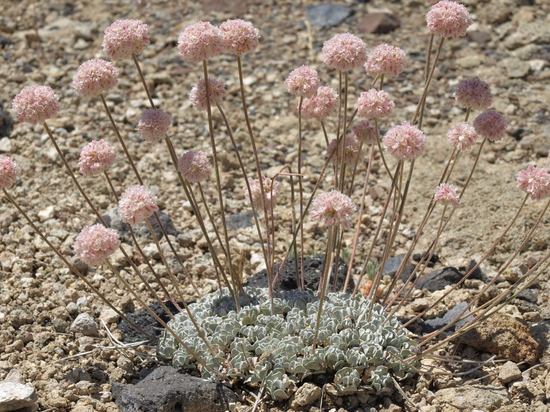 Cushion Buckwheat — photo 24