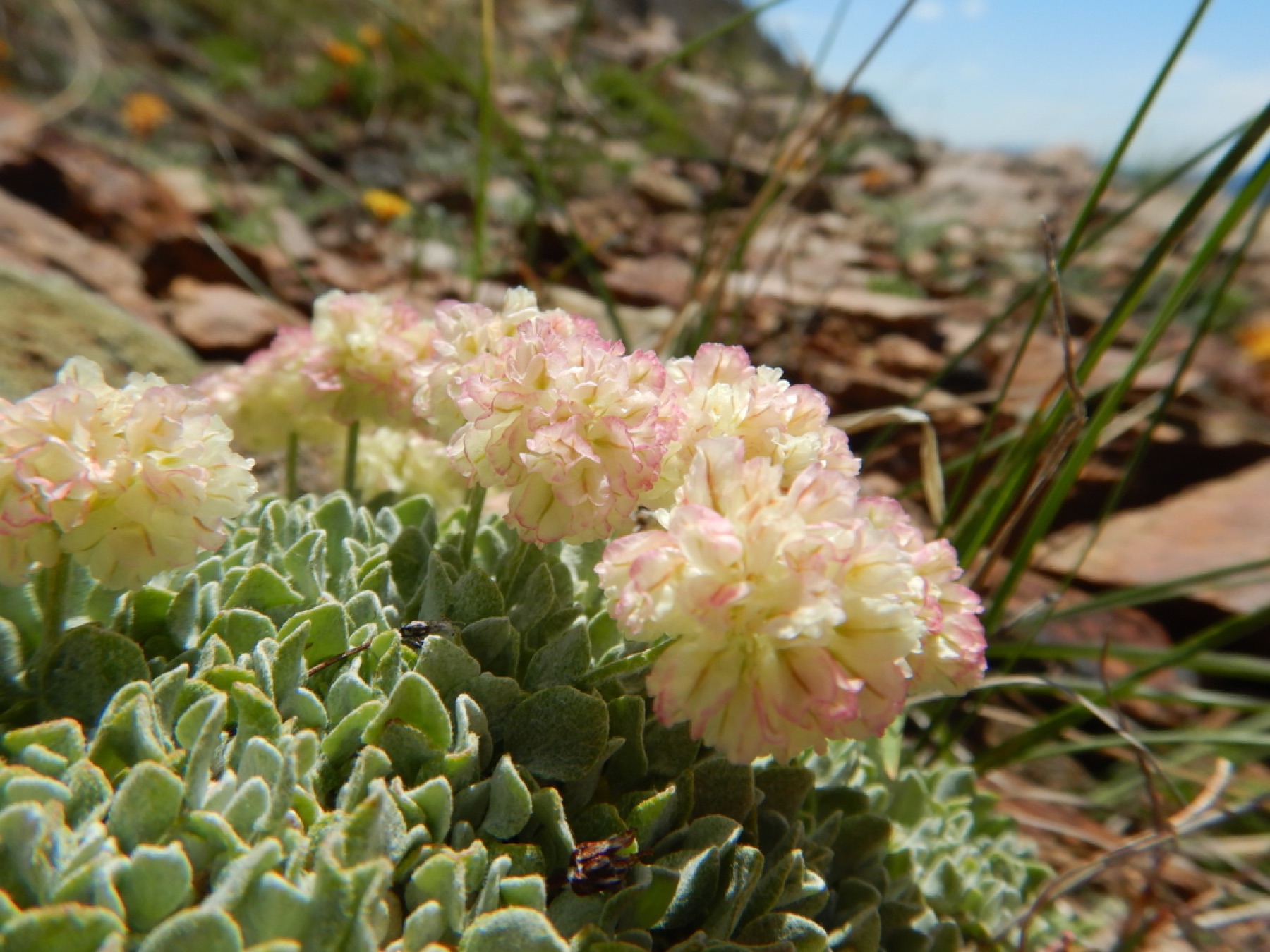 Cushion Buckwheat — photo 1