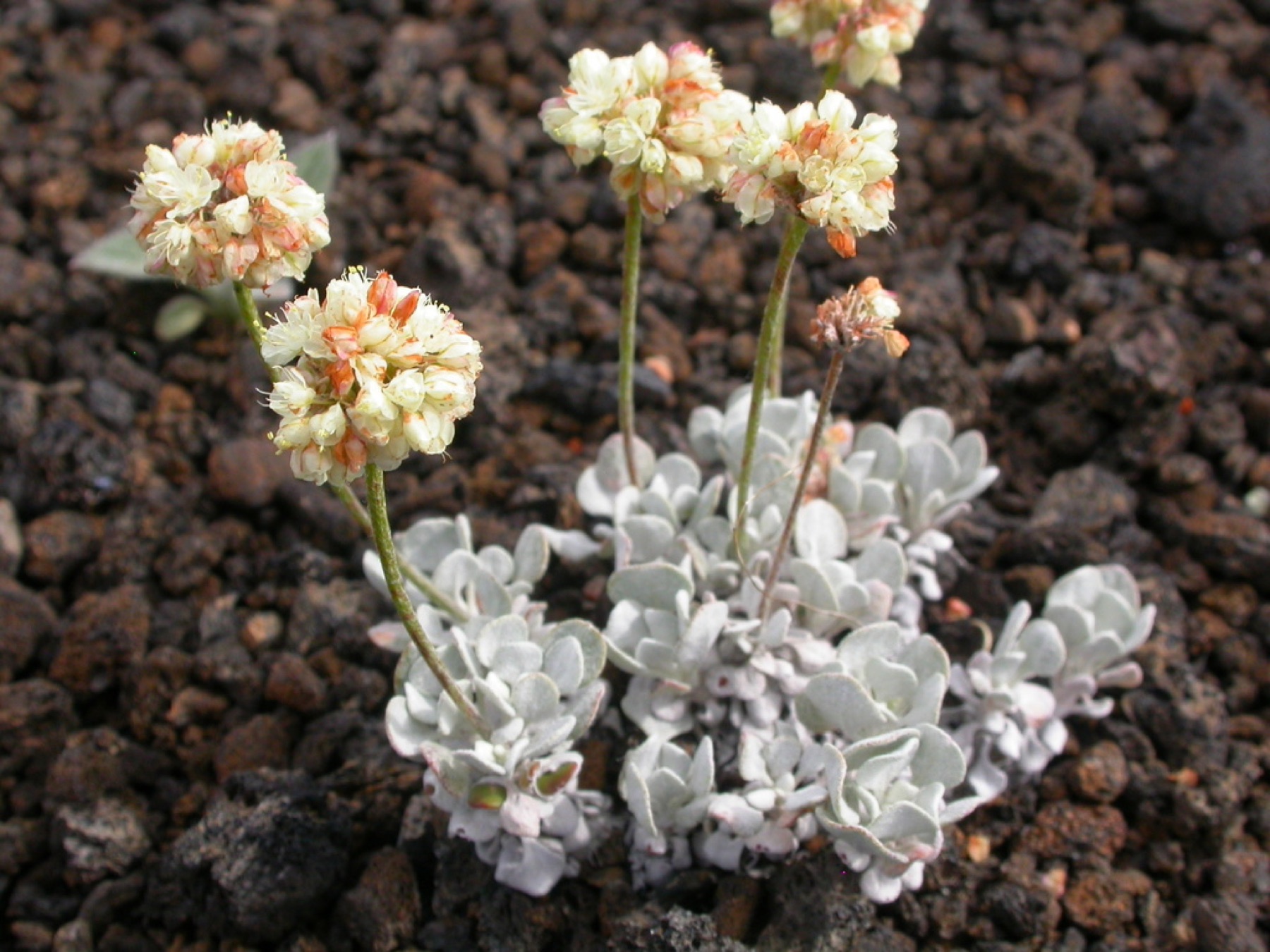 Cushion Buckwheat — photo 2