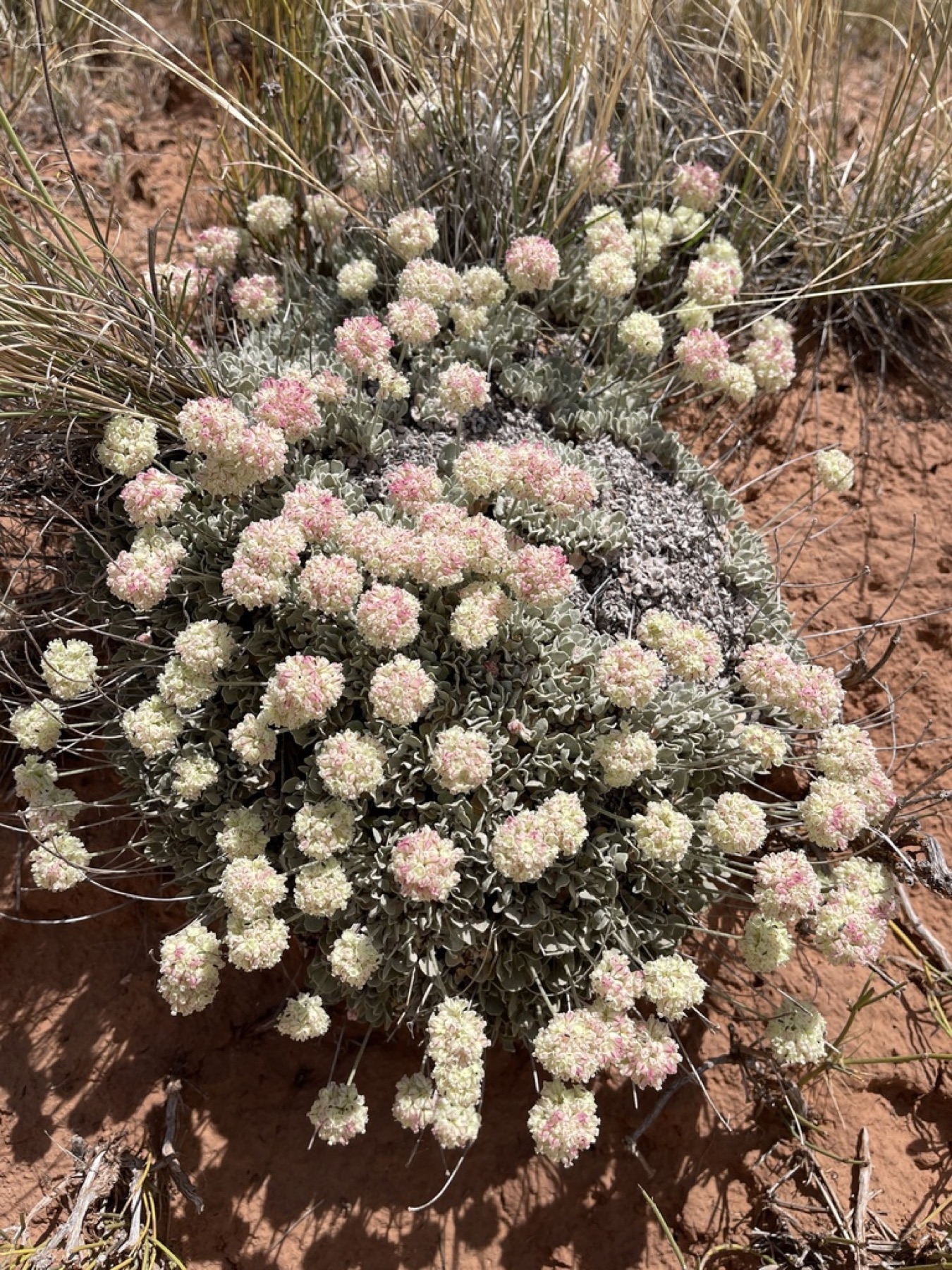Cushion Buckwheat — photo 3