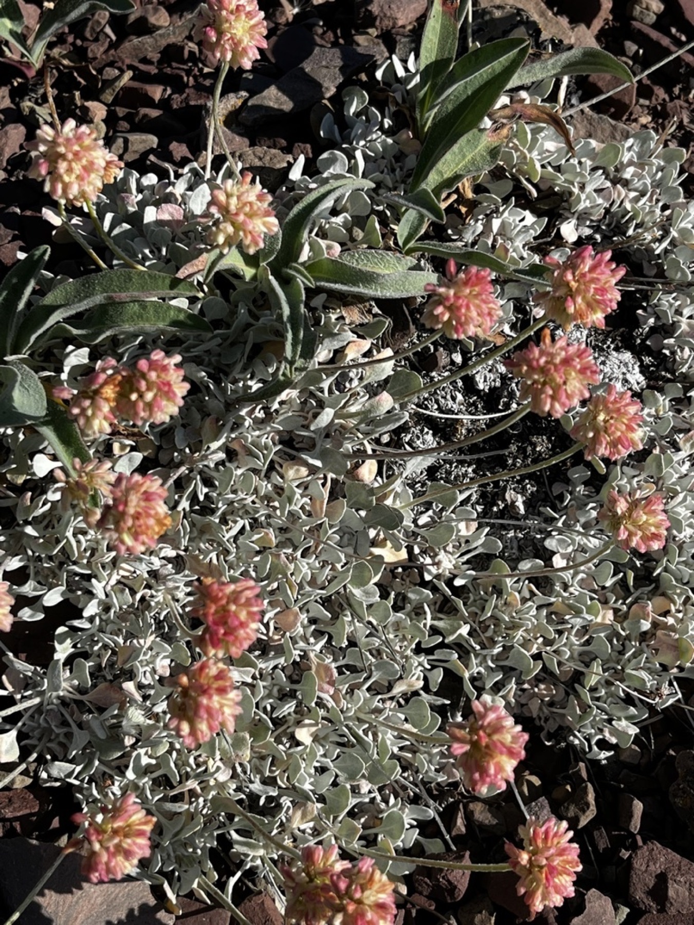 Cushion Buckwheat — photo 4