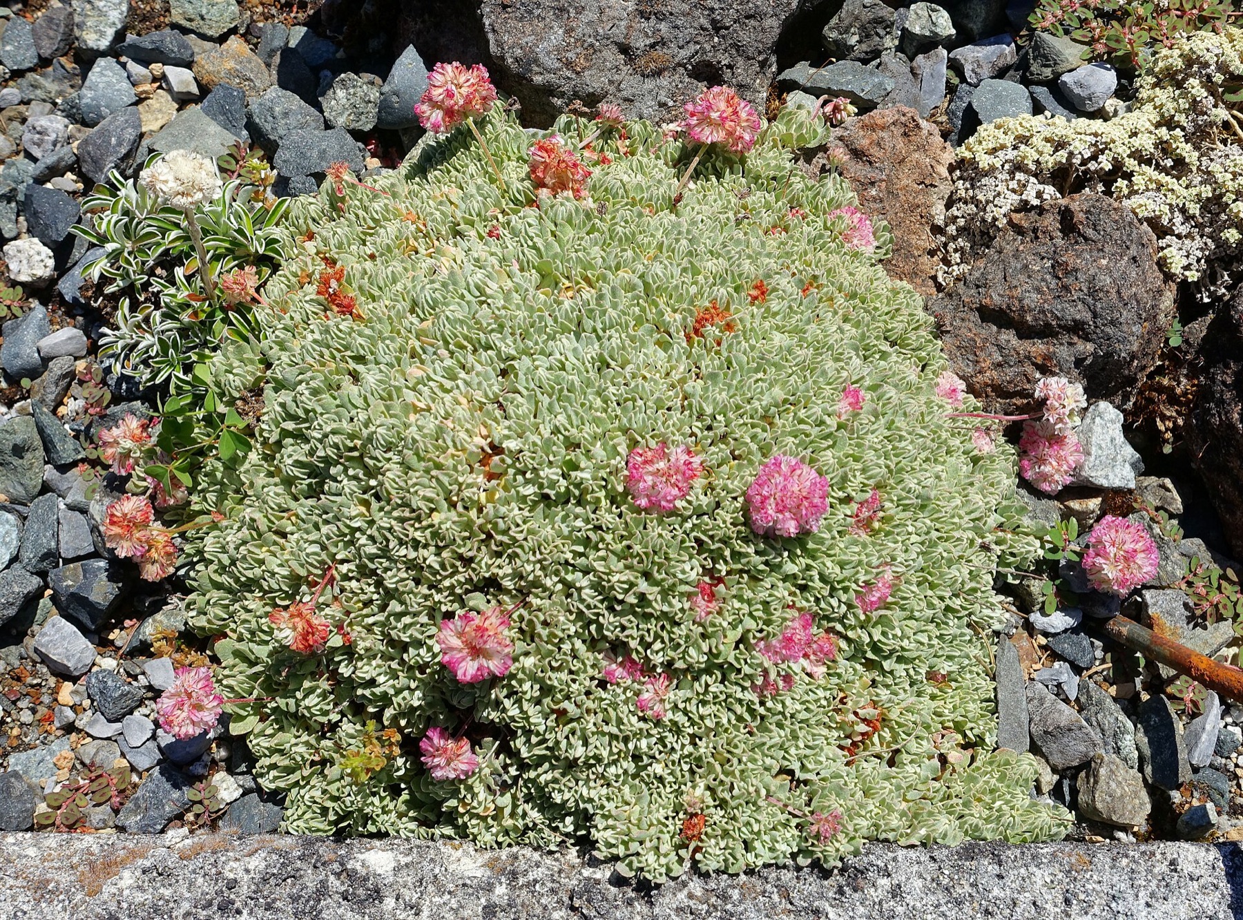 Cushion Buckwheat — photo 5