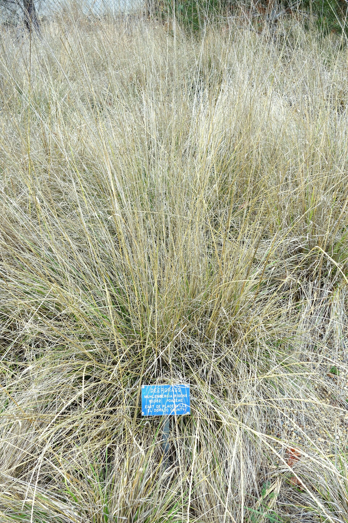 Deergrass — photo 6