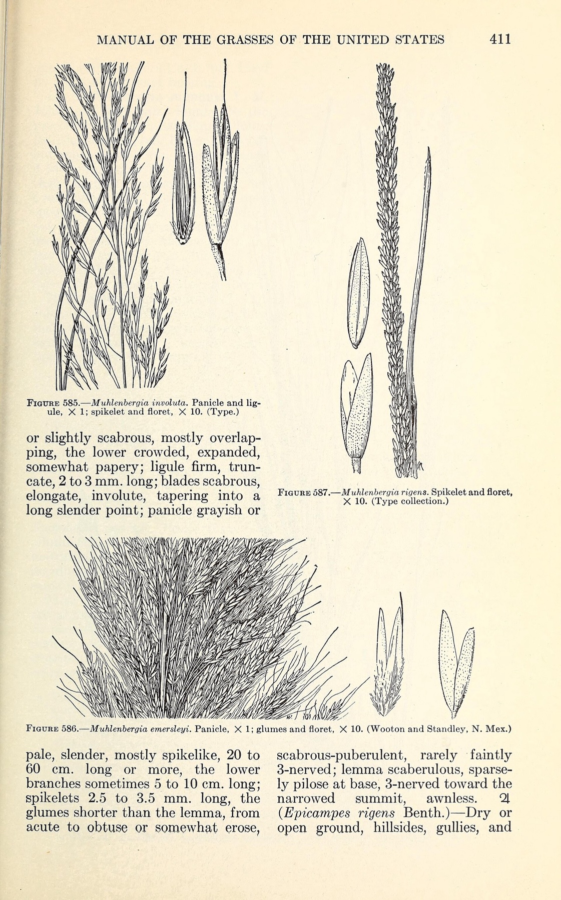 Deergrass — photo 8