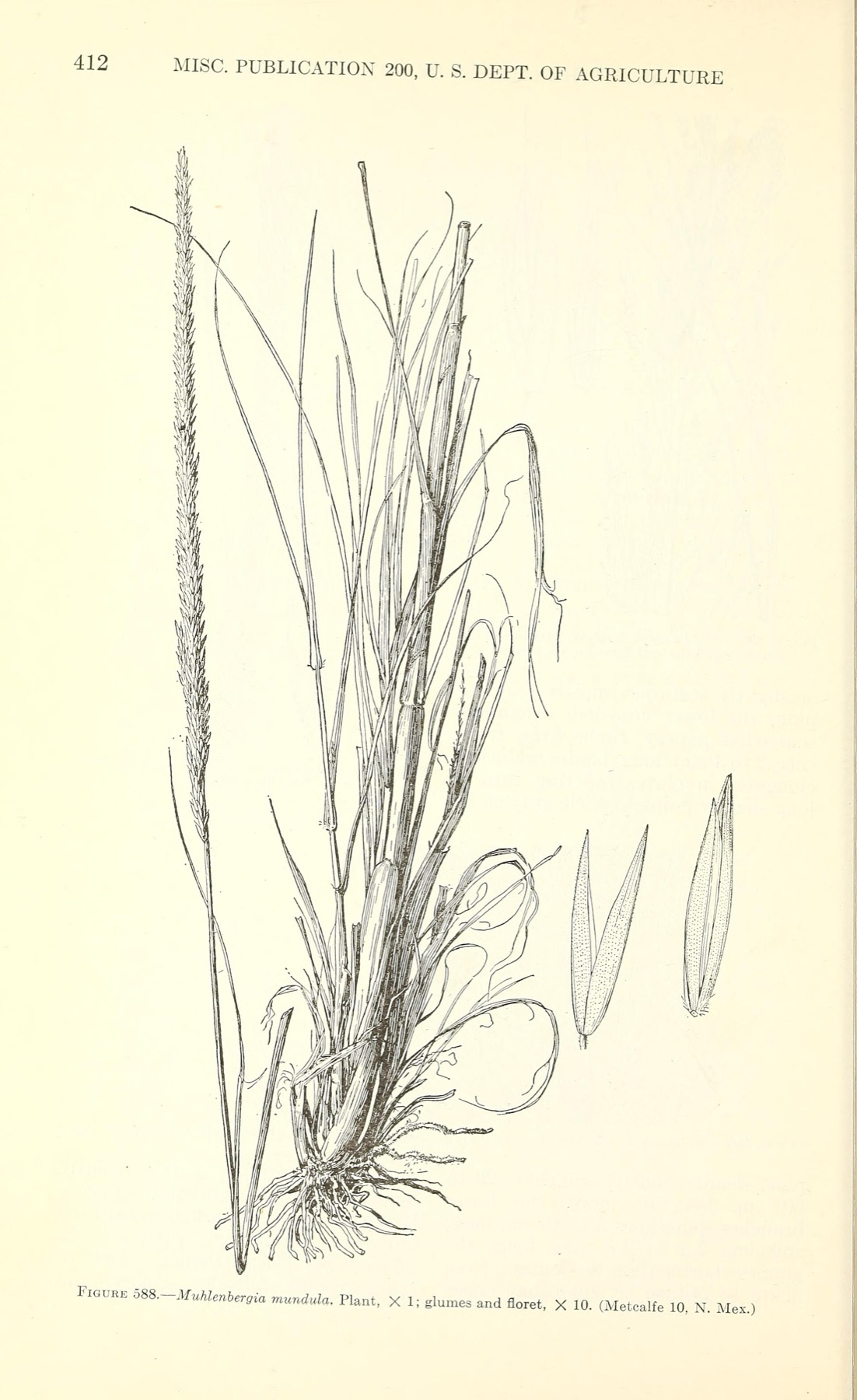 Deergrass — photo 9