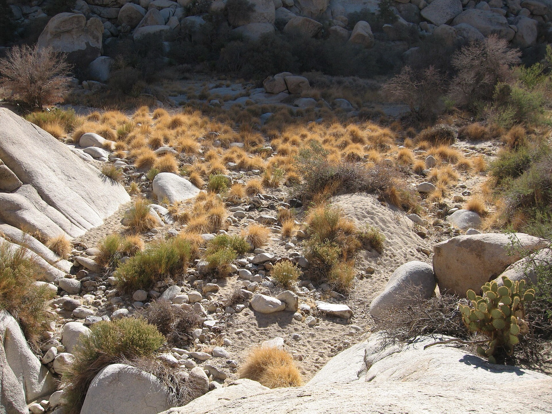 Deergrass — photo 10