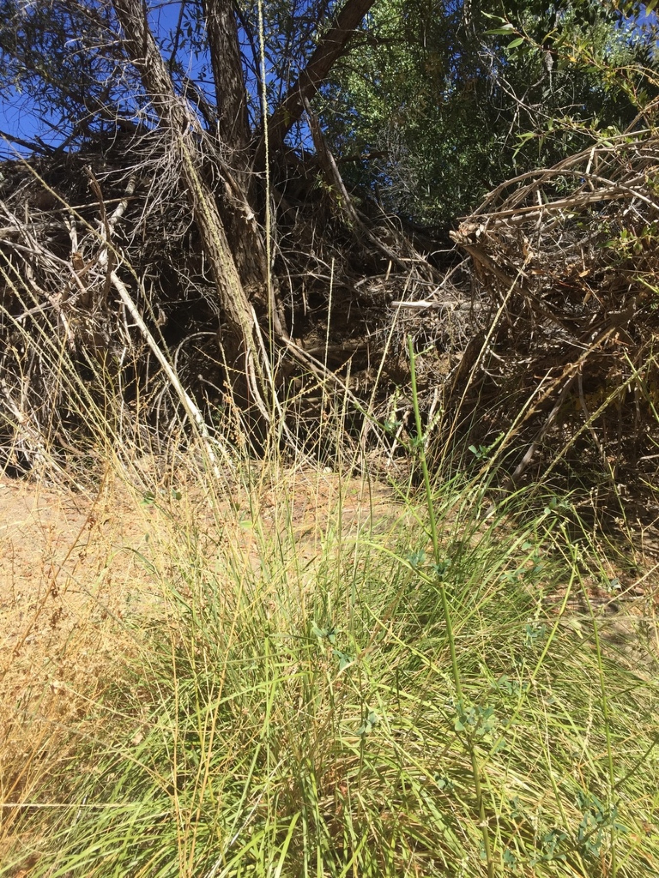 Deergrass — photo 11