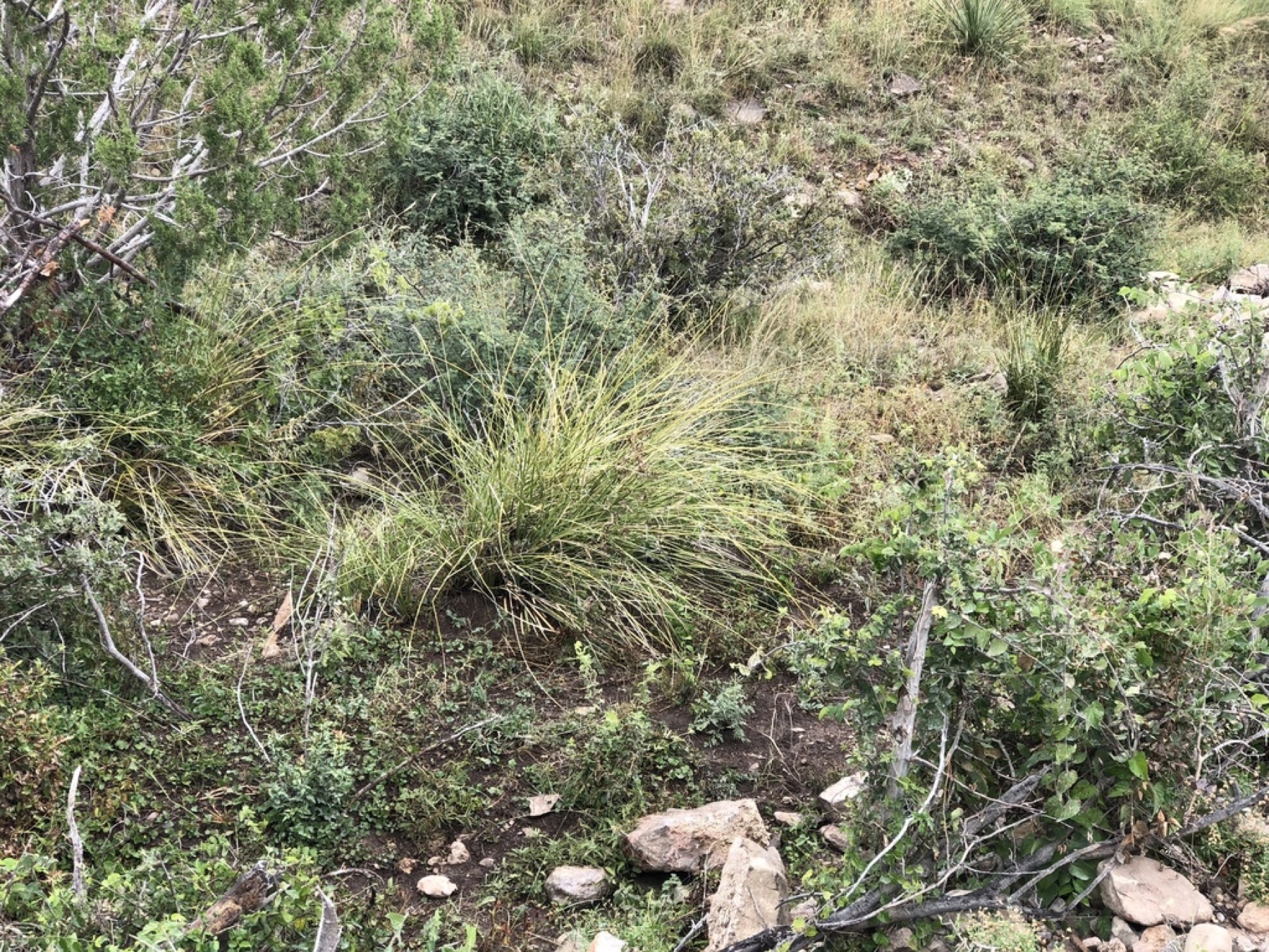 Deergrass — photo 12