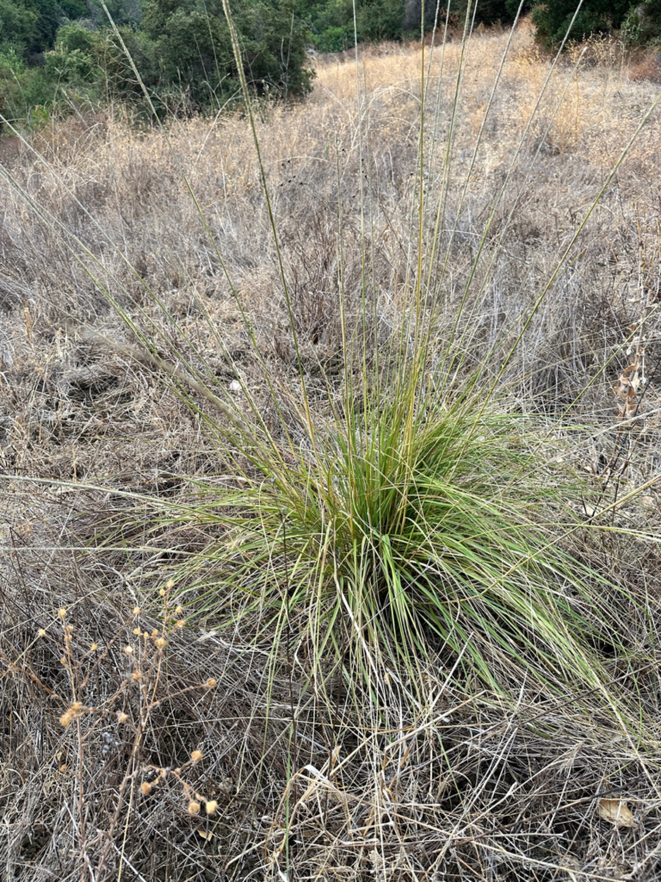 Deergrass — photo 13