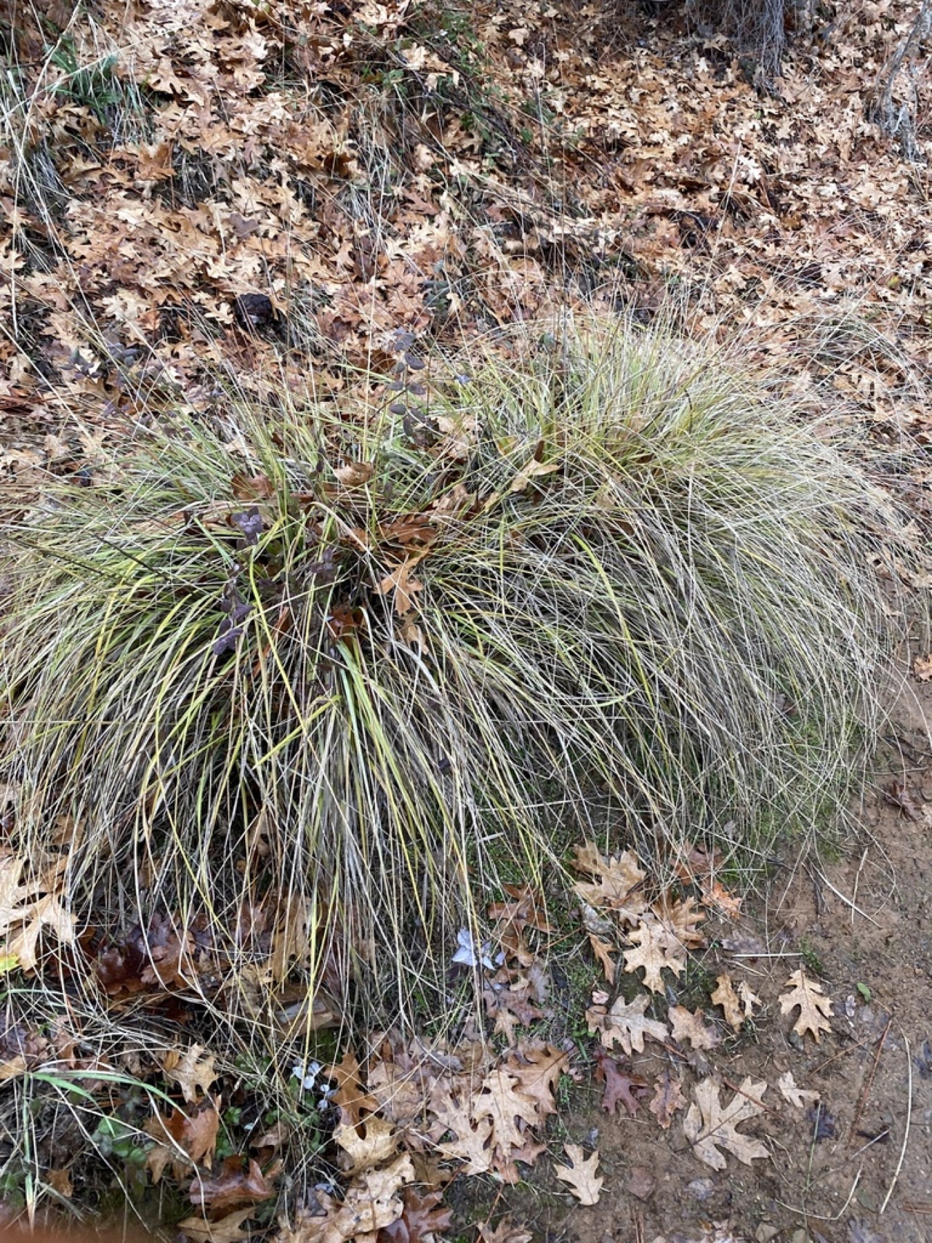 Deergrass — photo 14