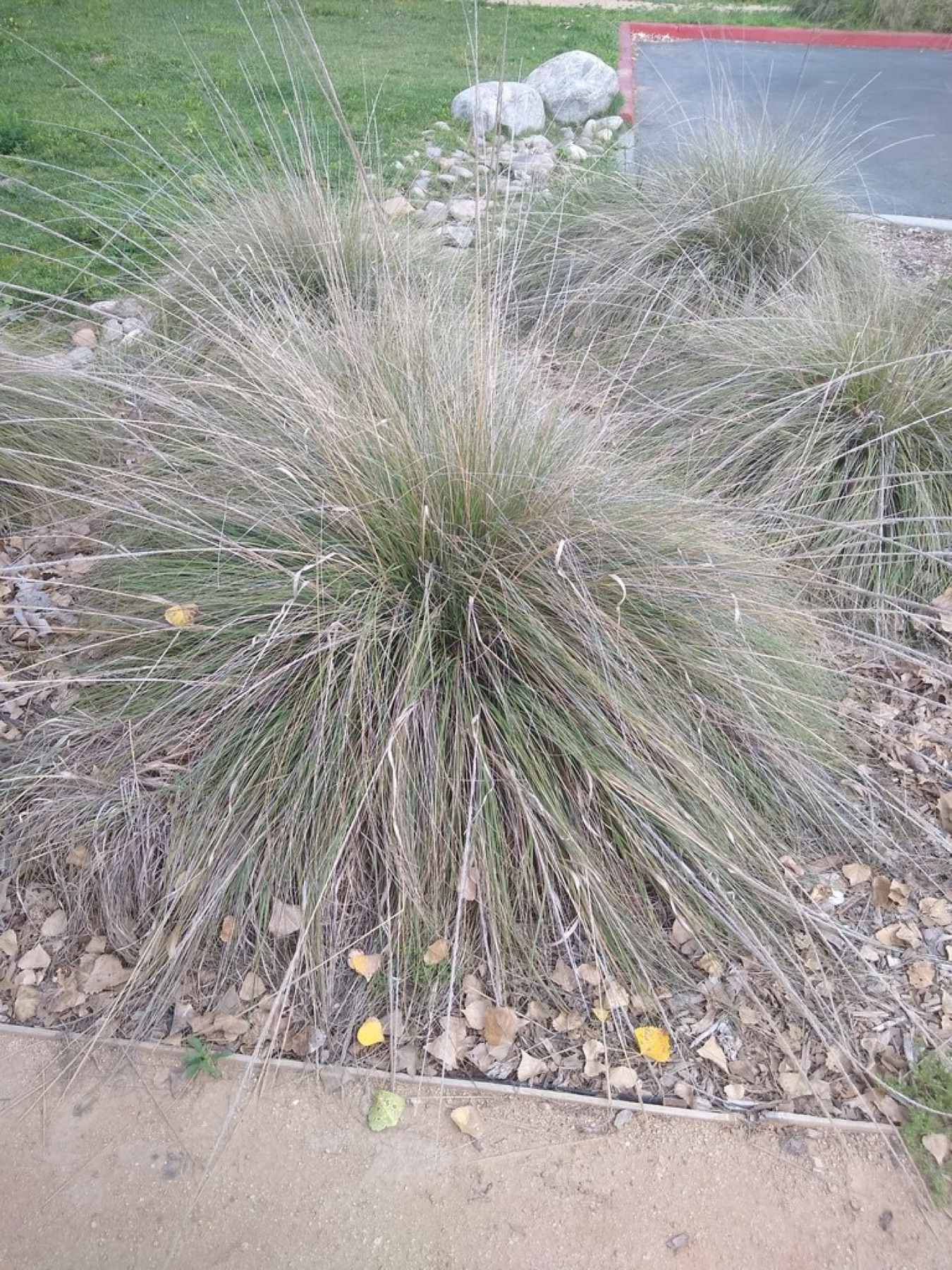 Deergrass — photo 15