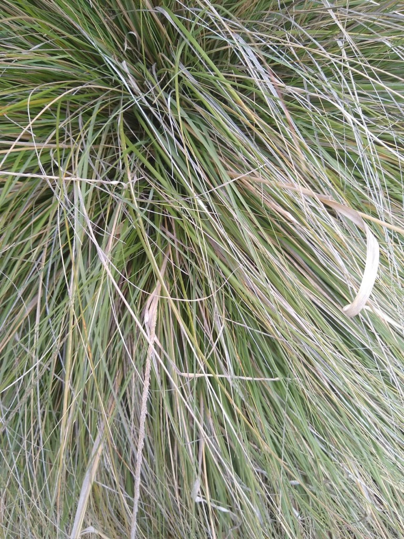 Deergrass — photo 16