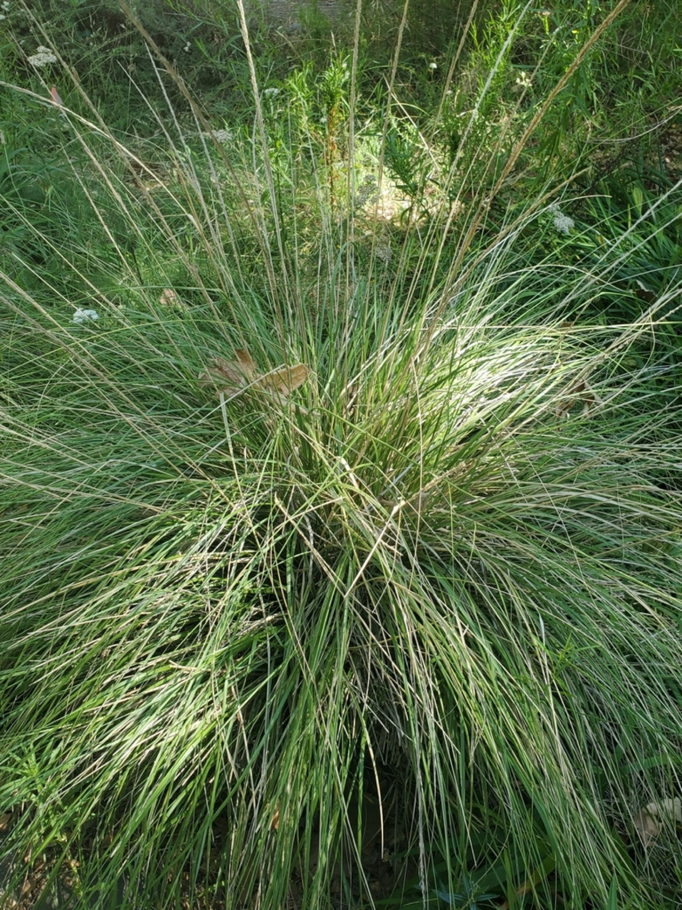 Deergrass — photo 17