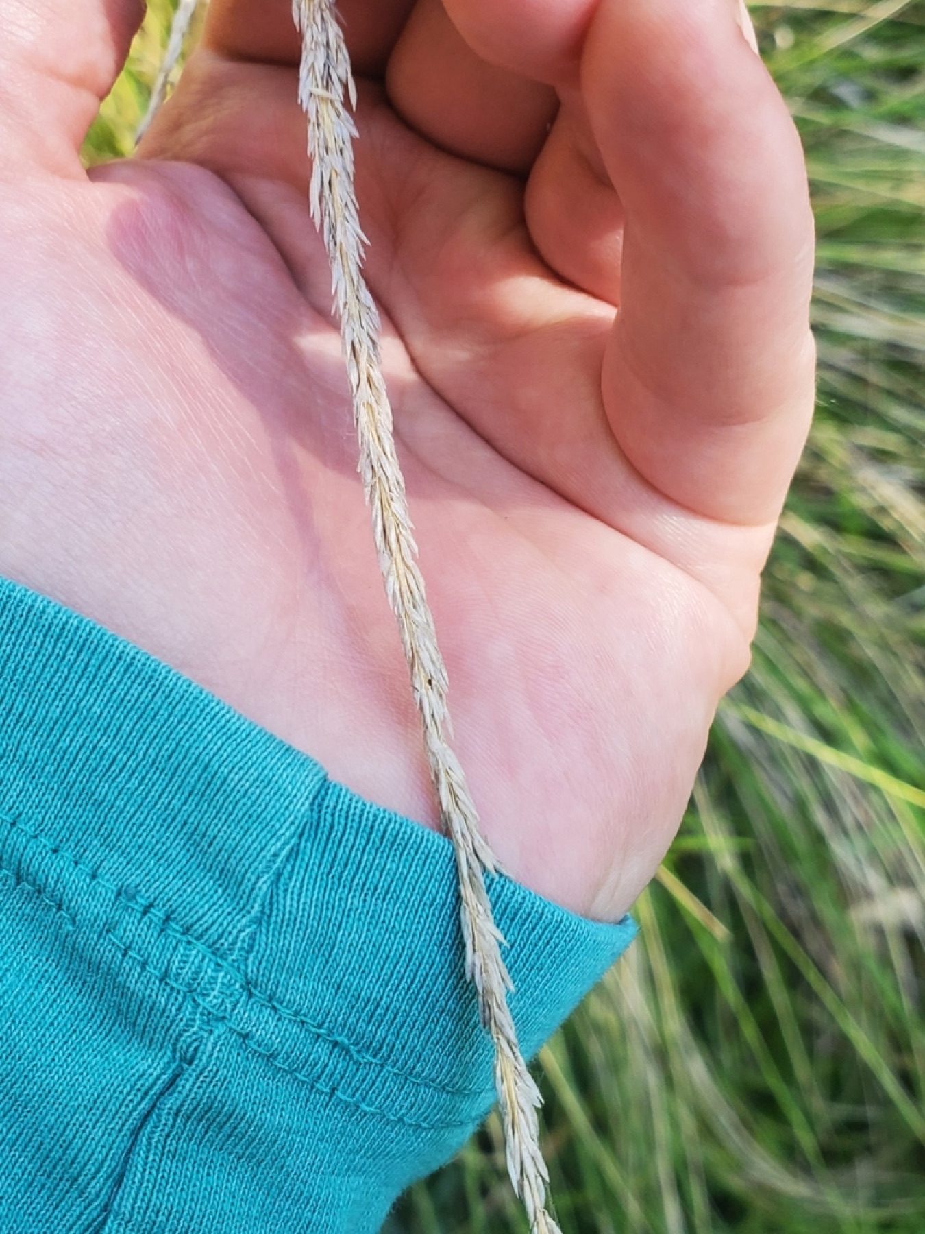 Deergrass — photo 18