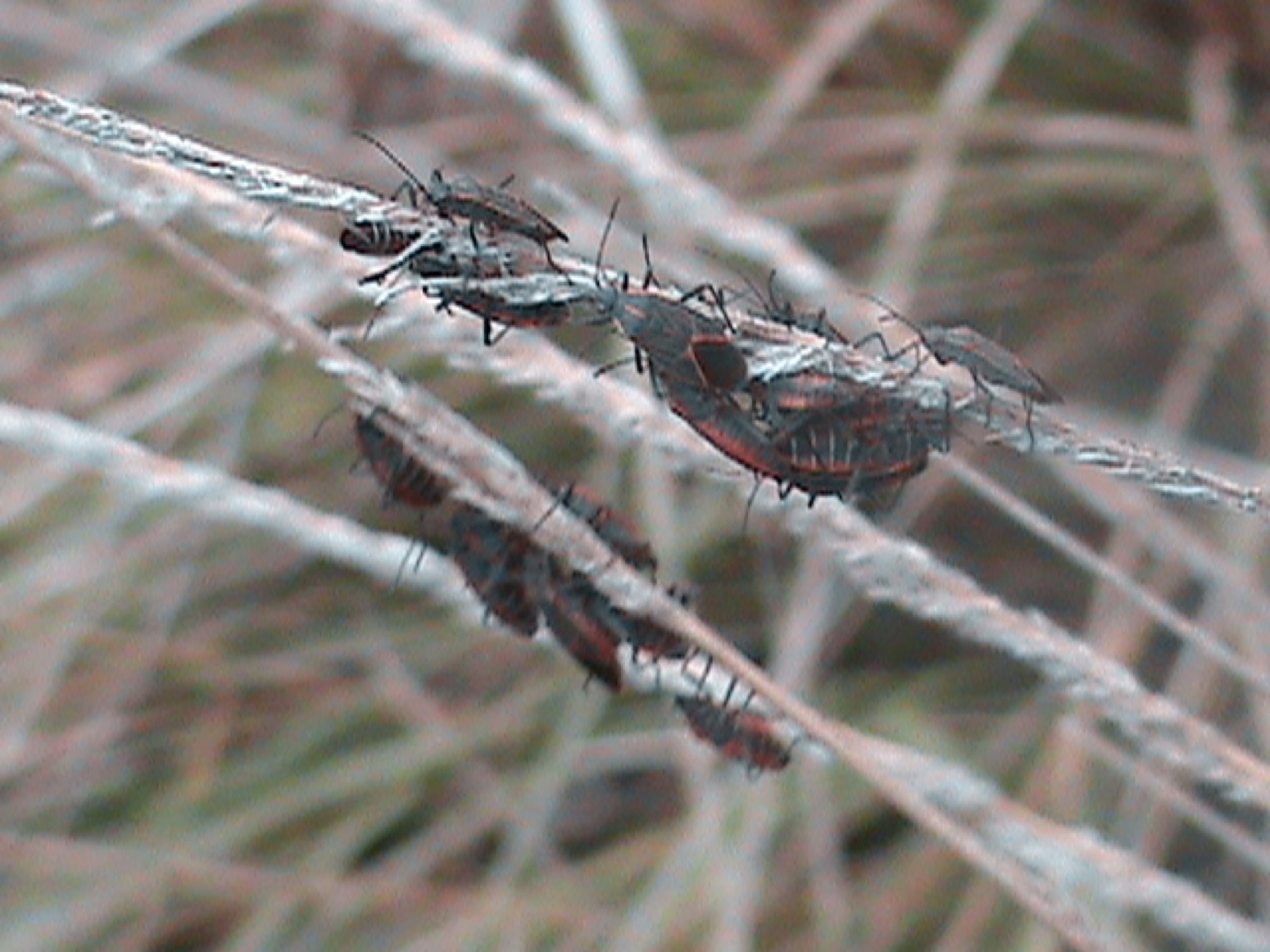 Deergrass — photo 19