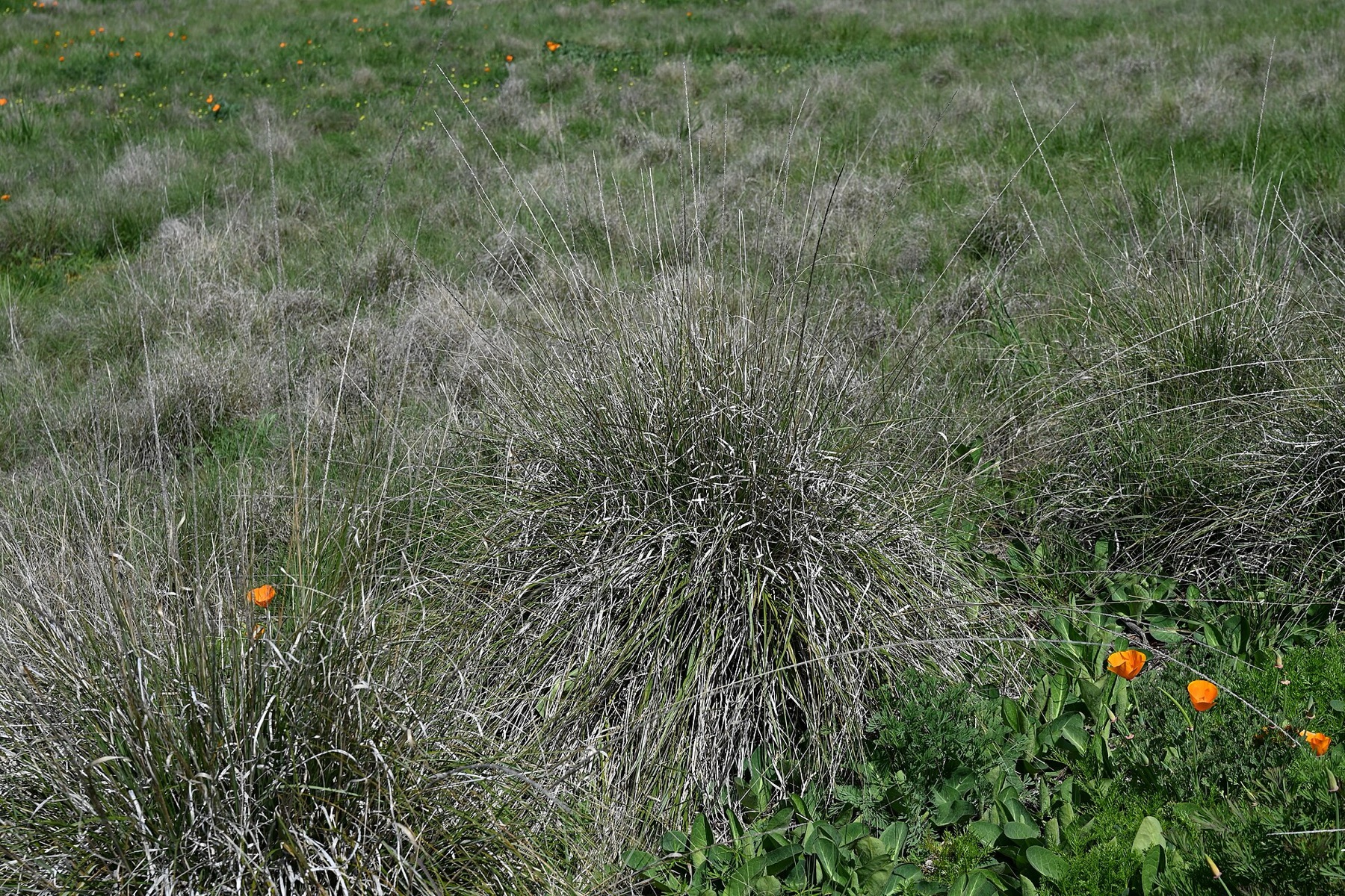 Deergrass — photo 20