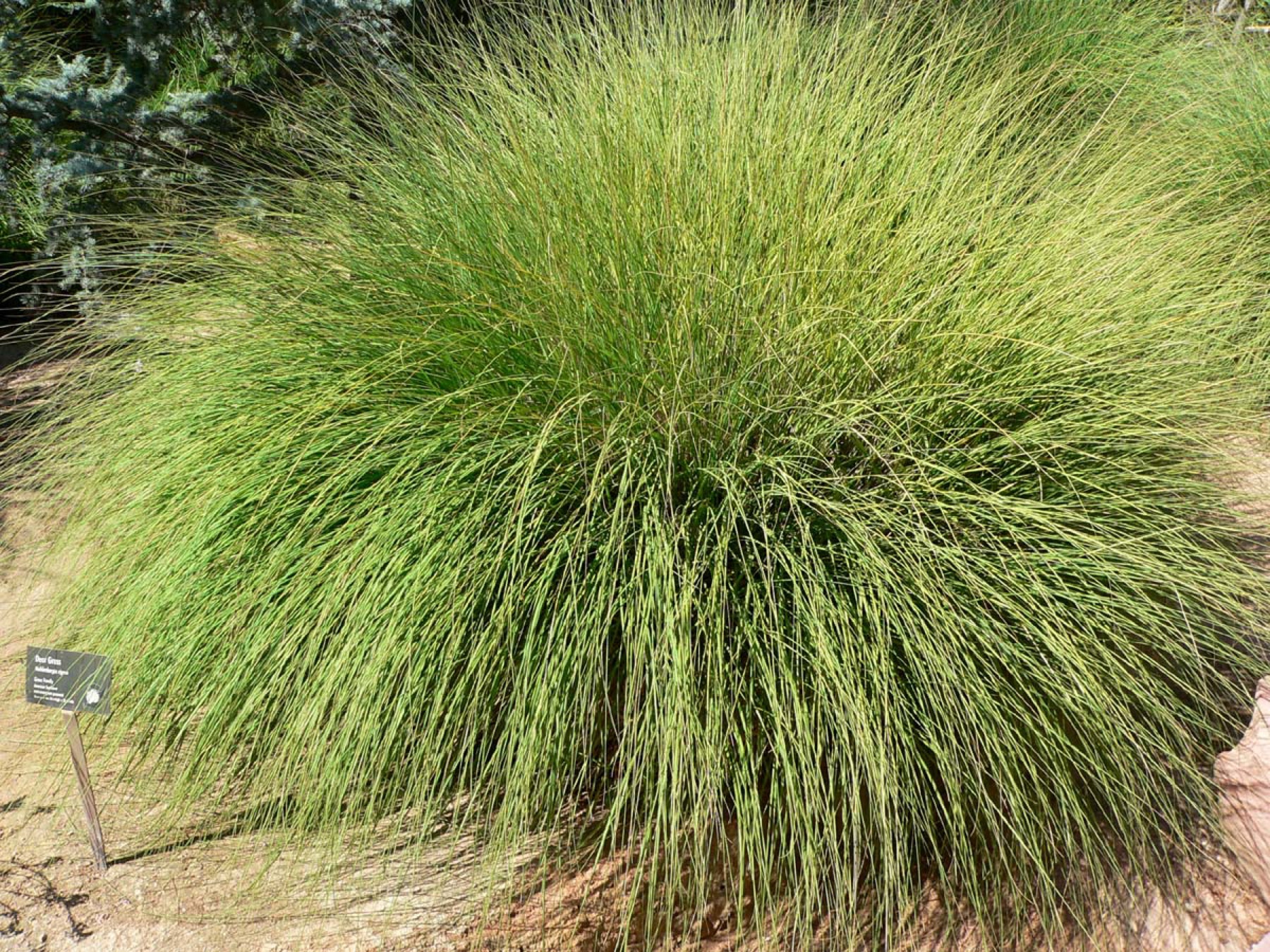 Deergrass — photo 21