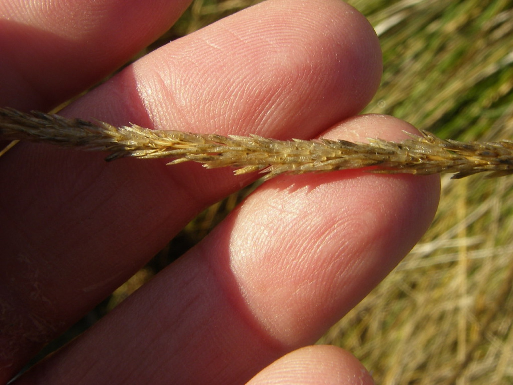 Deergrass — photo 22