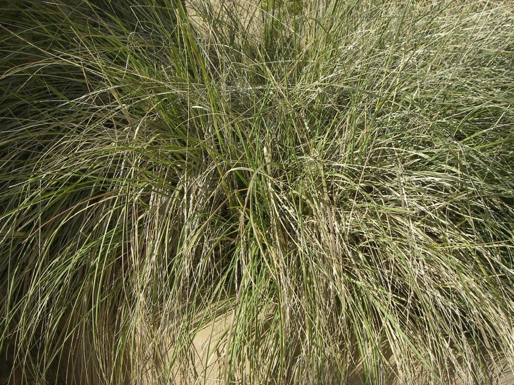 Deergrass — photo 23