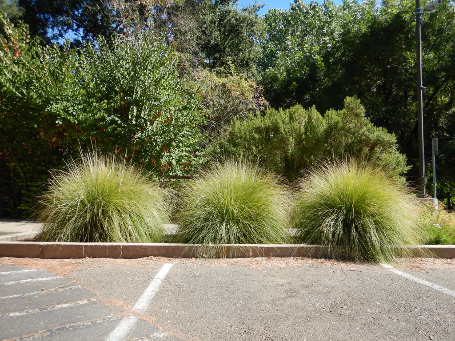 Deergrass — photo 24