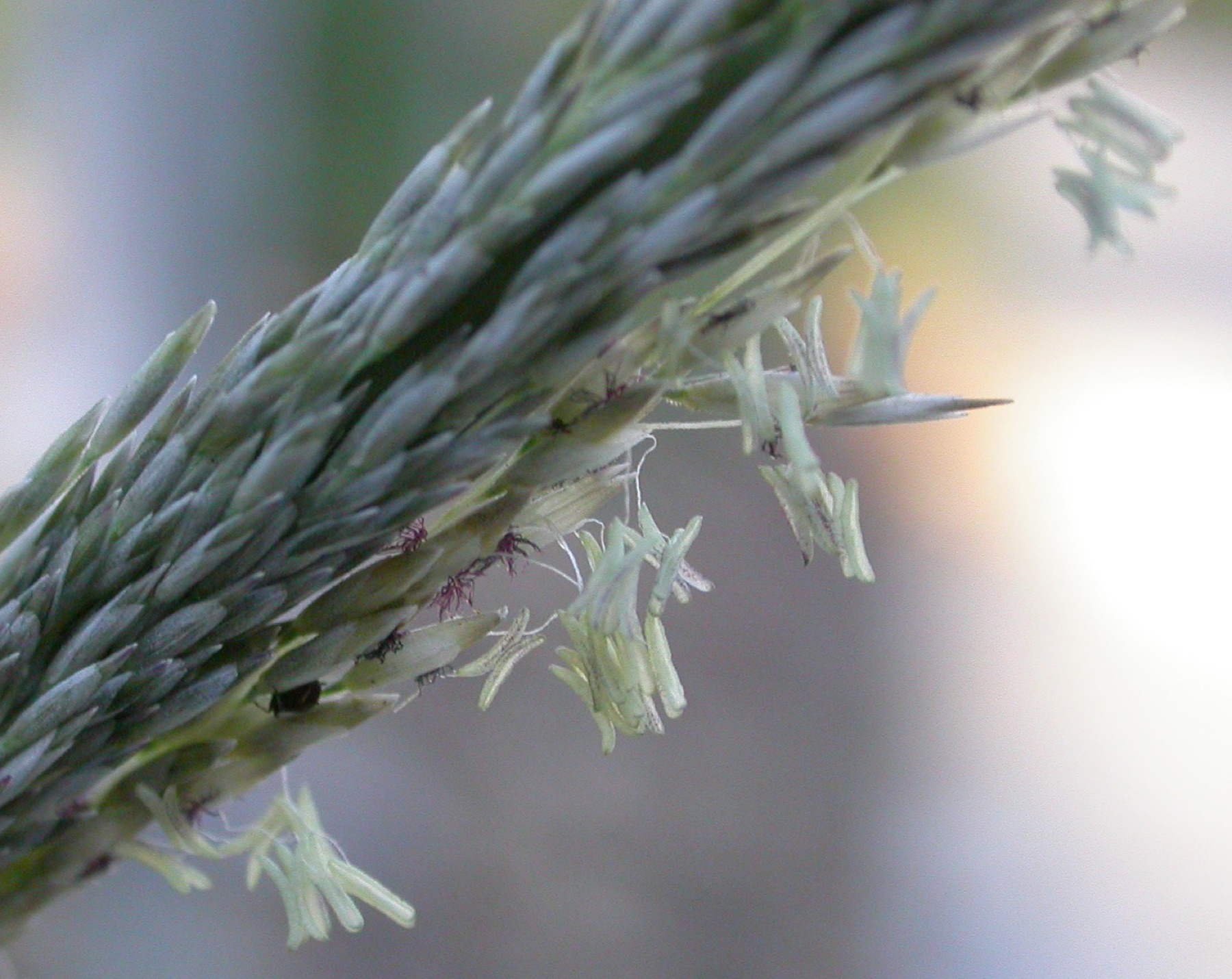 Grasslike — e.g. Deergrass
