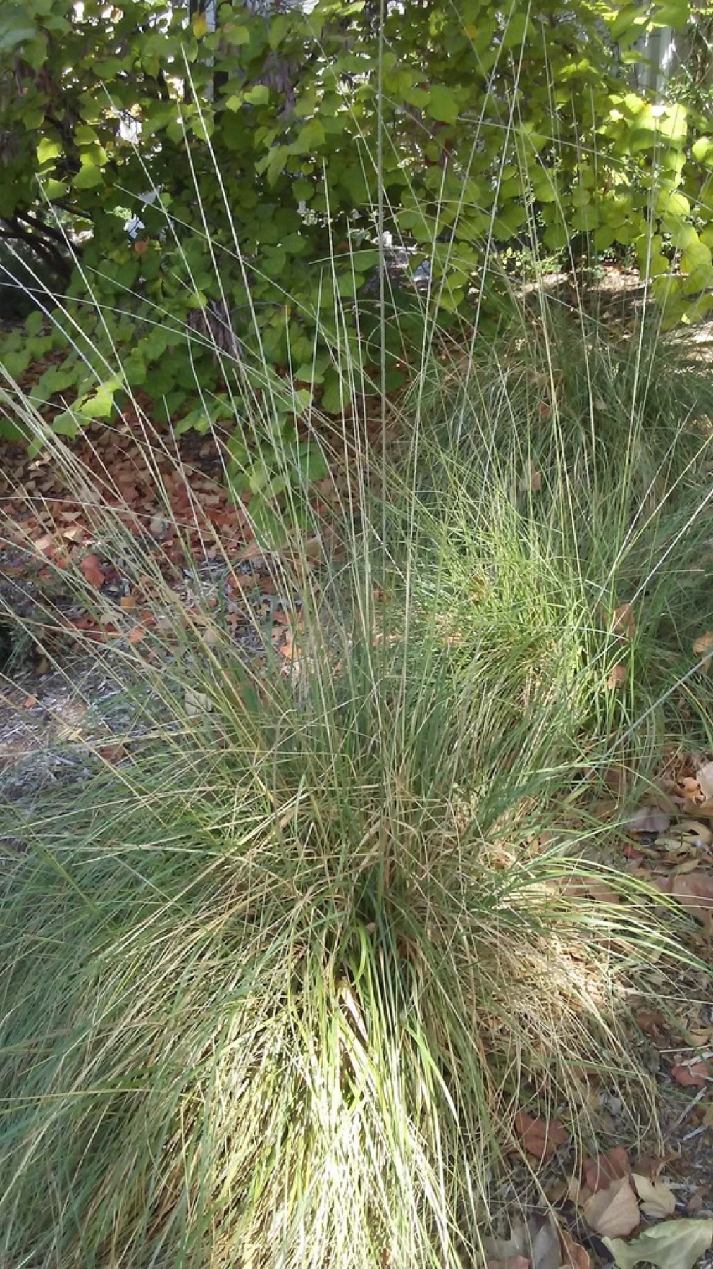 Deergrass — photo 2