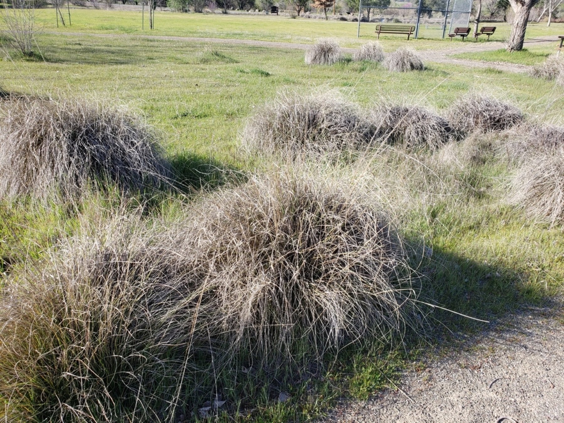 Deergrass — photo 3