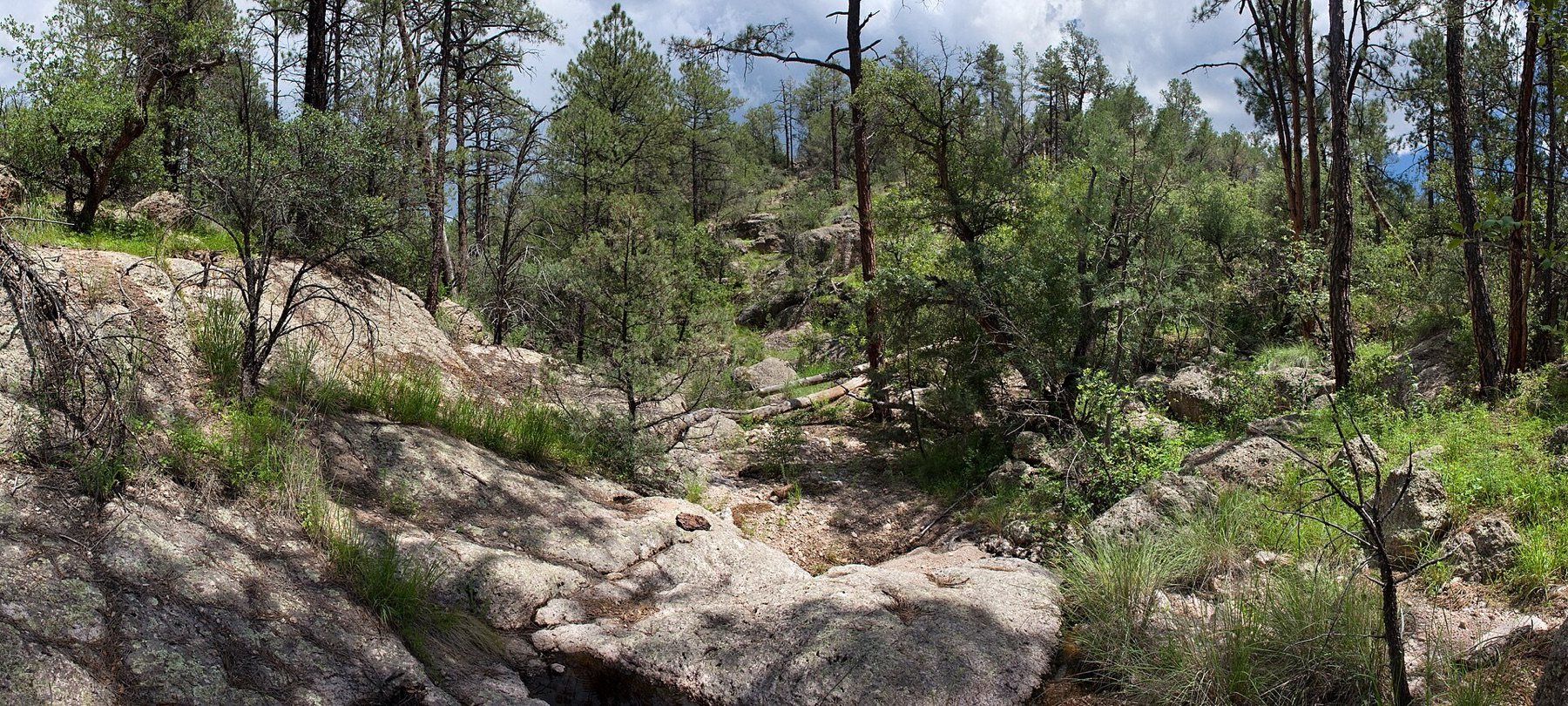 Deergrass — photo 4
