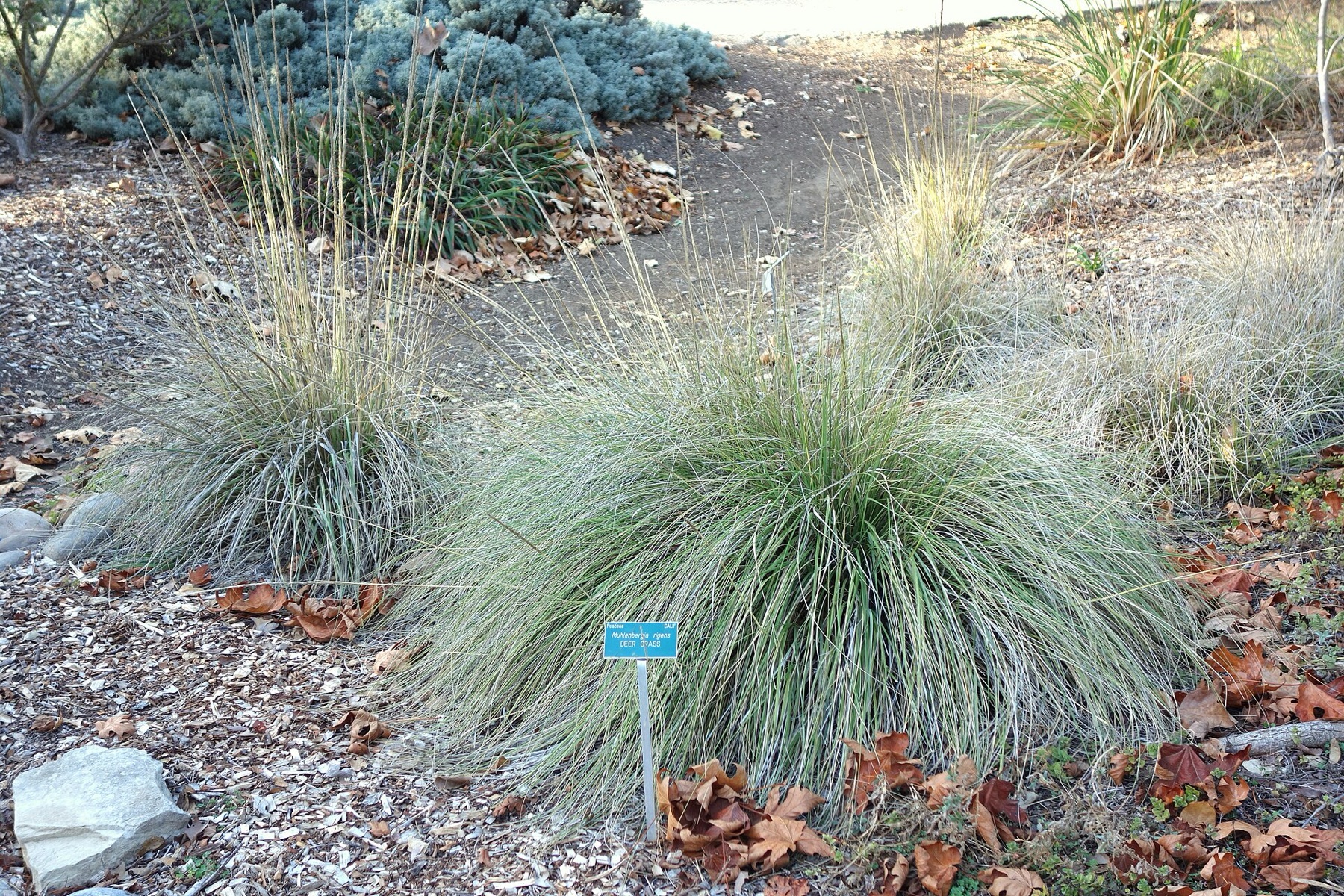 Deergrass — photo 5