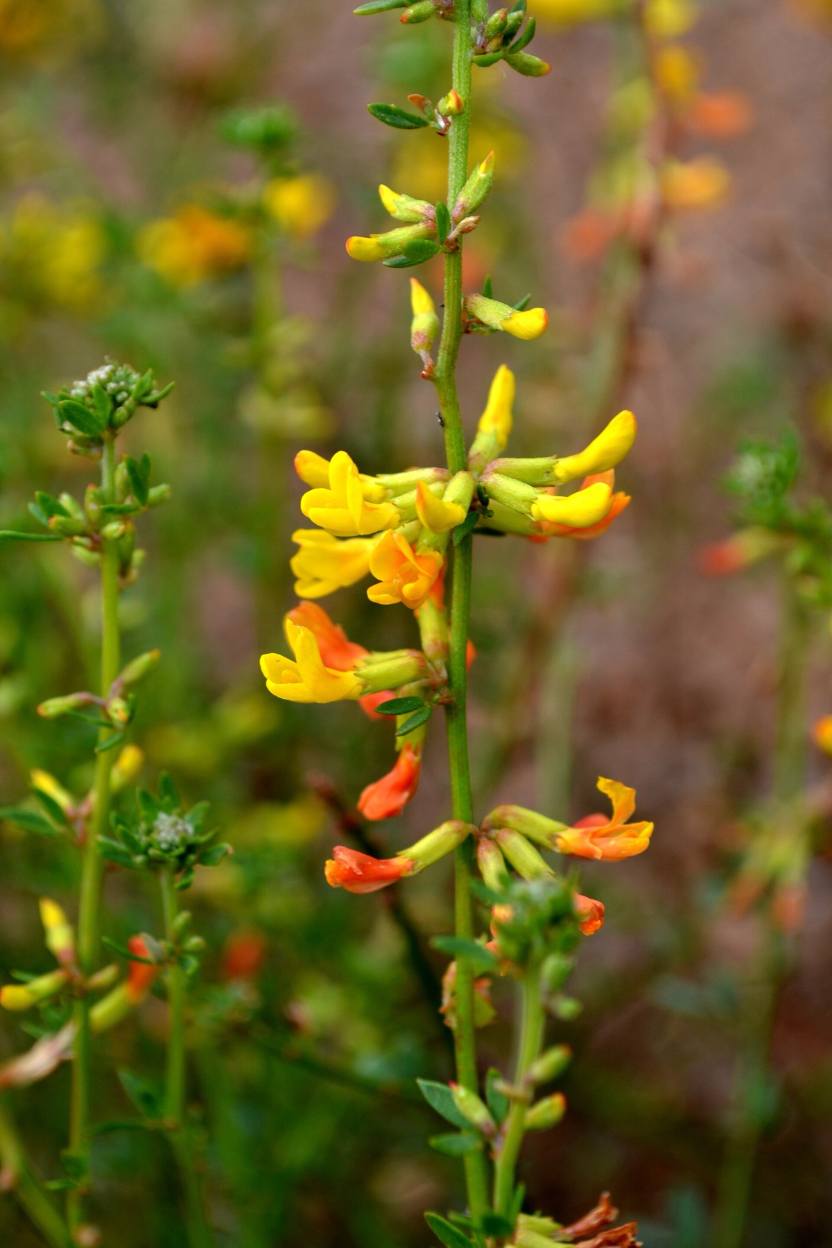 Deerweed — photo 10