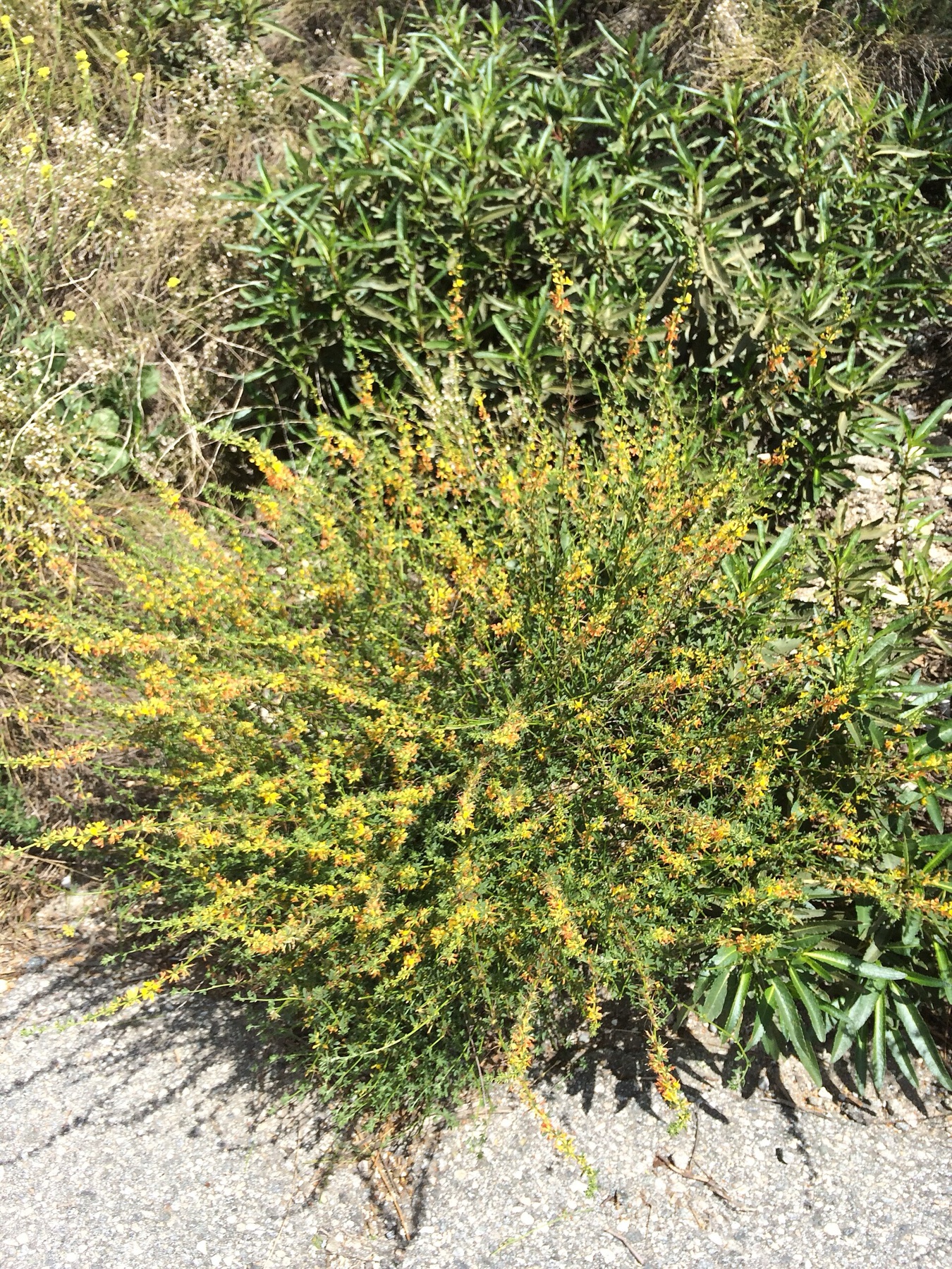 Deerweed — photo 11