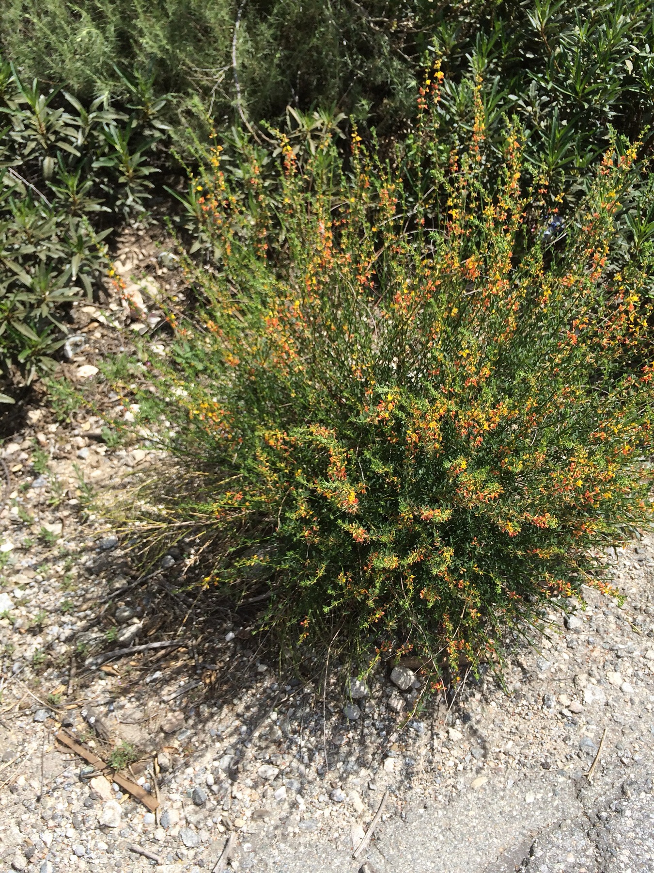 Deerweed — photo 12