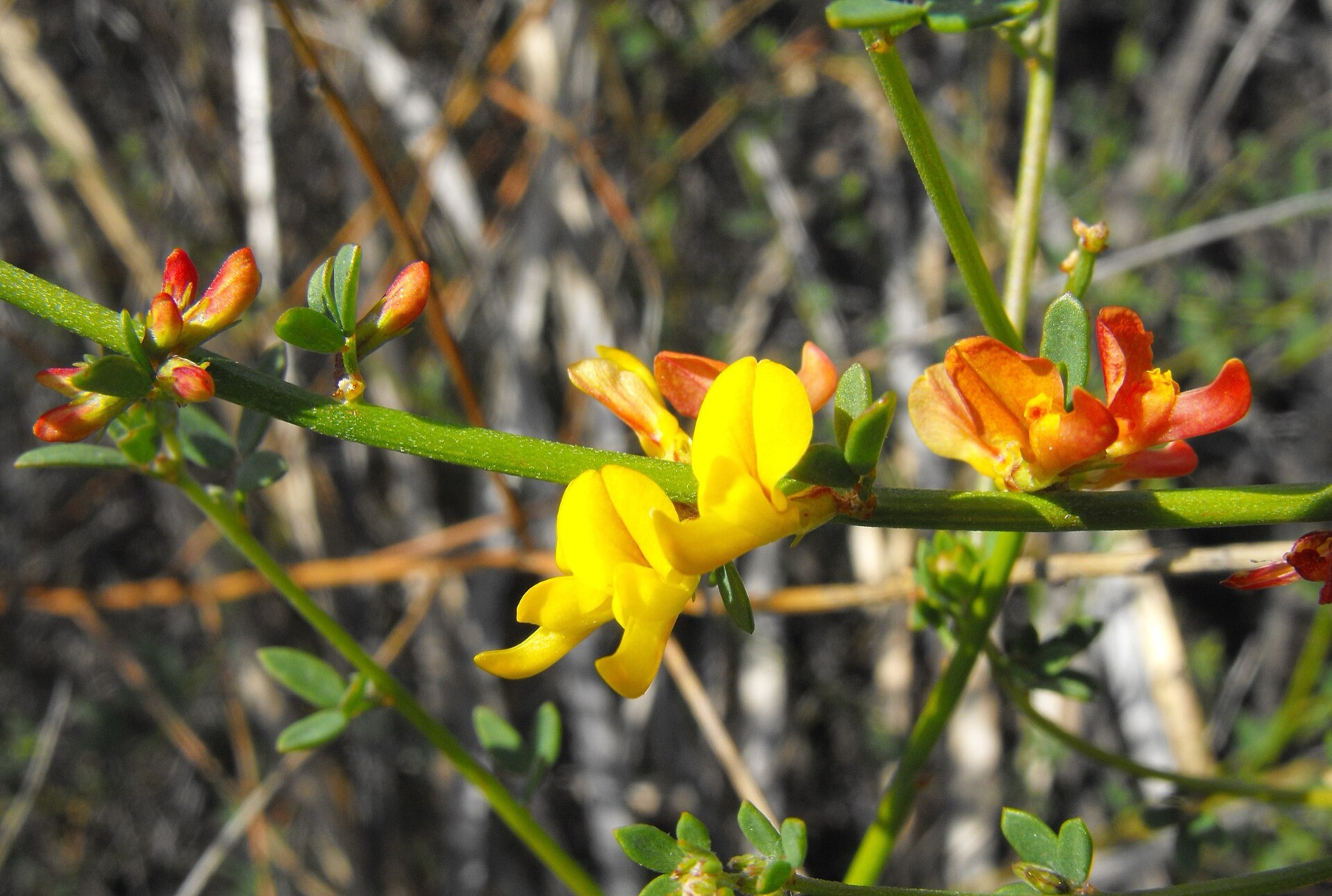 Deerweed — photo 13