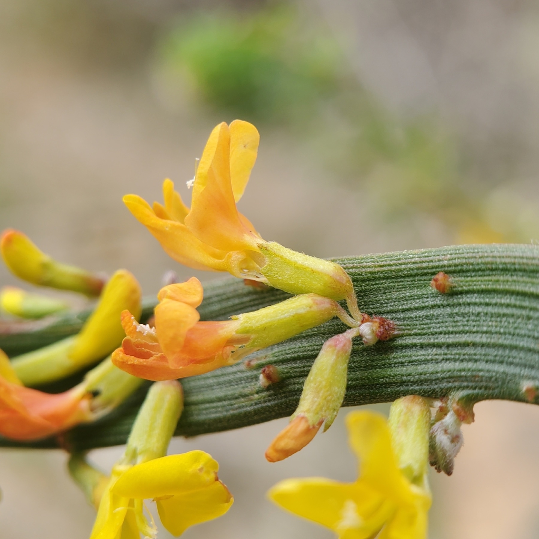 Deerweed — photo 14