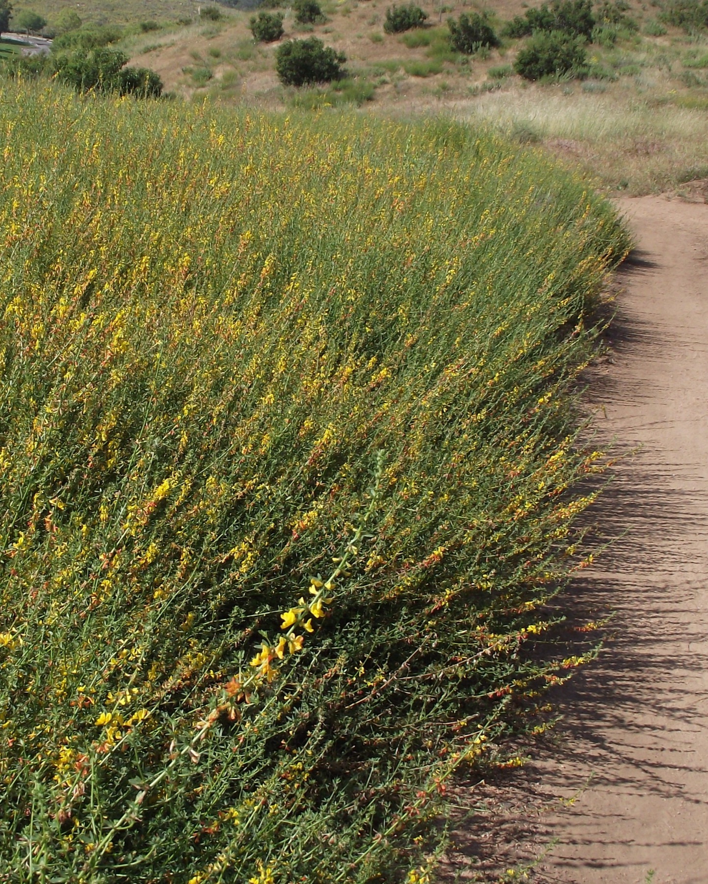 Deerweed — photo 15