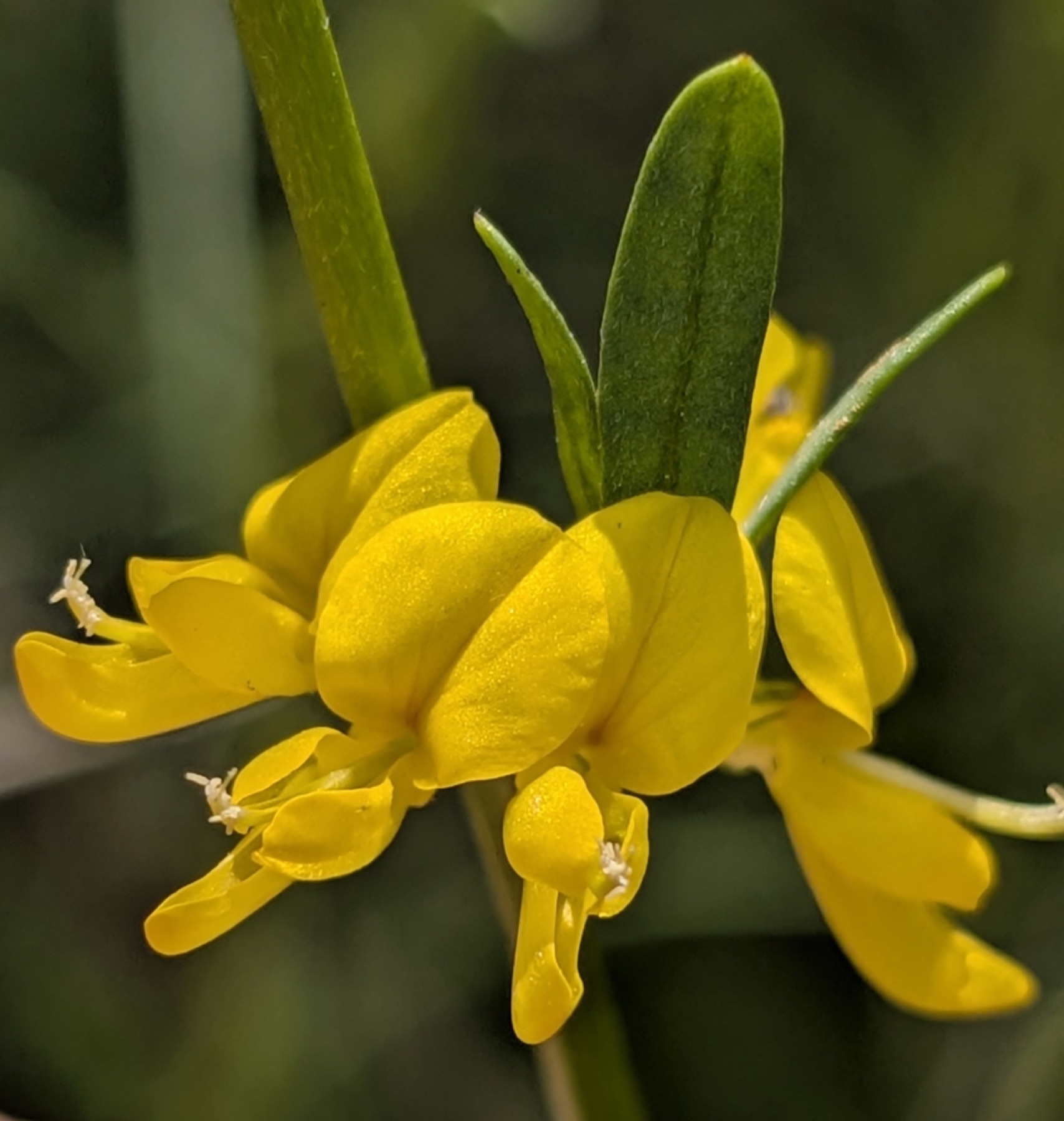 Deerweed — photo 16