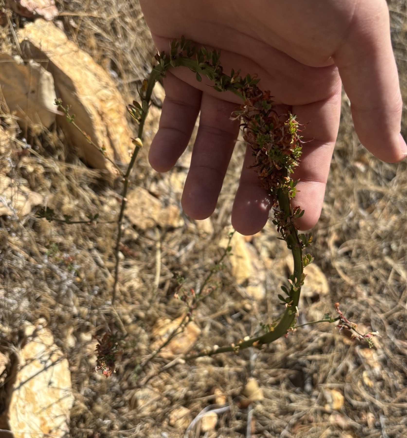 Deerweed — photo 17