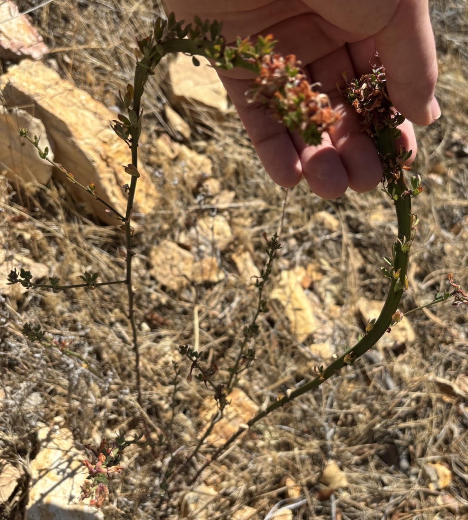 Deerweed — photo 18