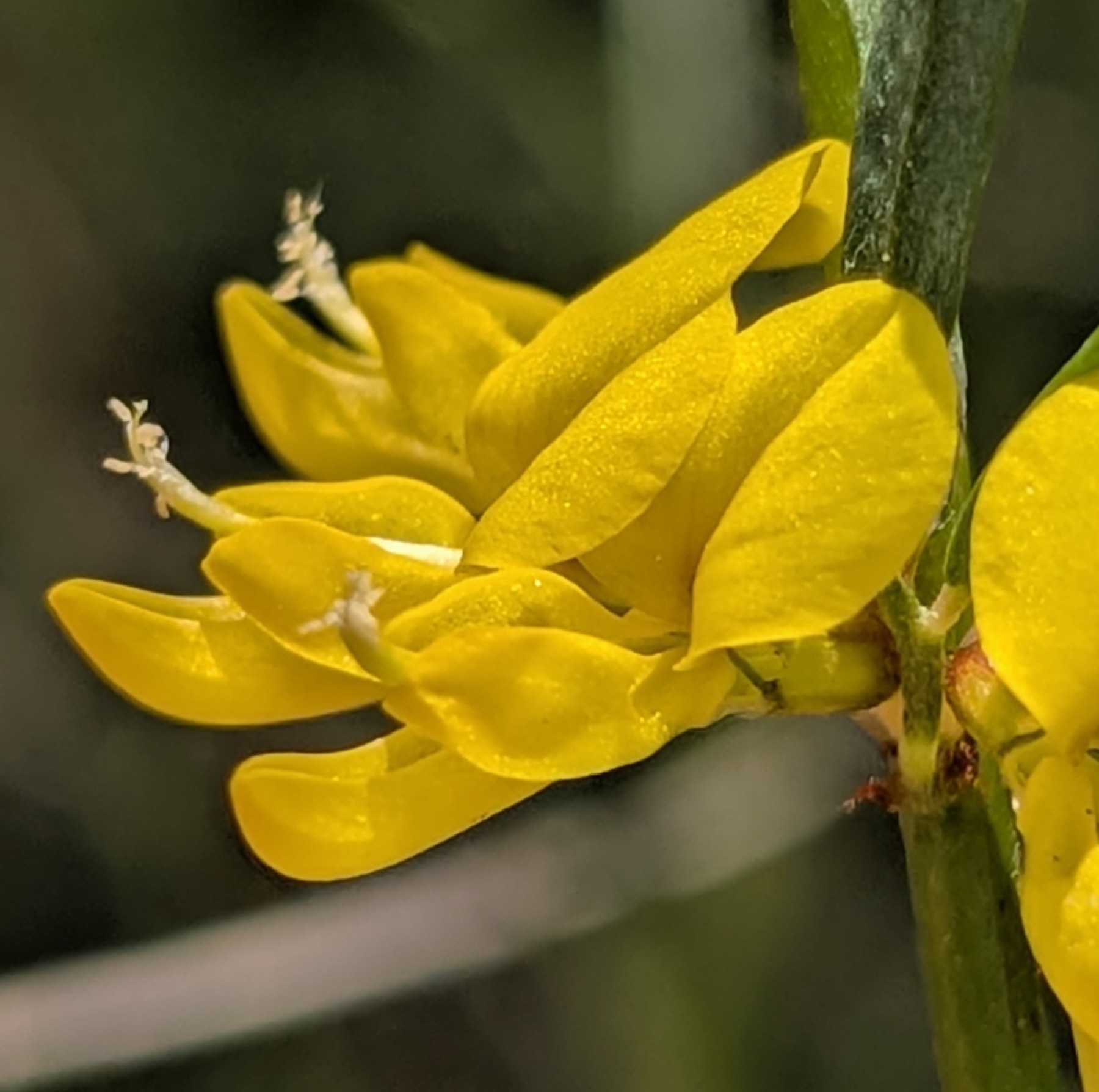 Deerweed — photo 19