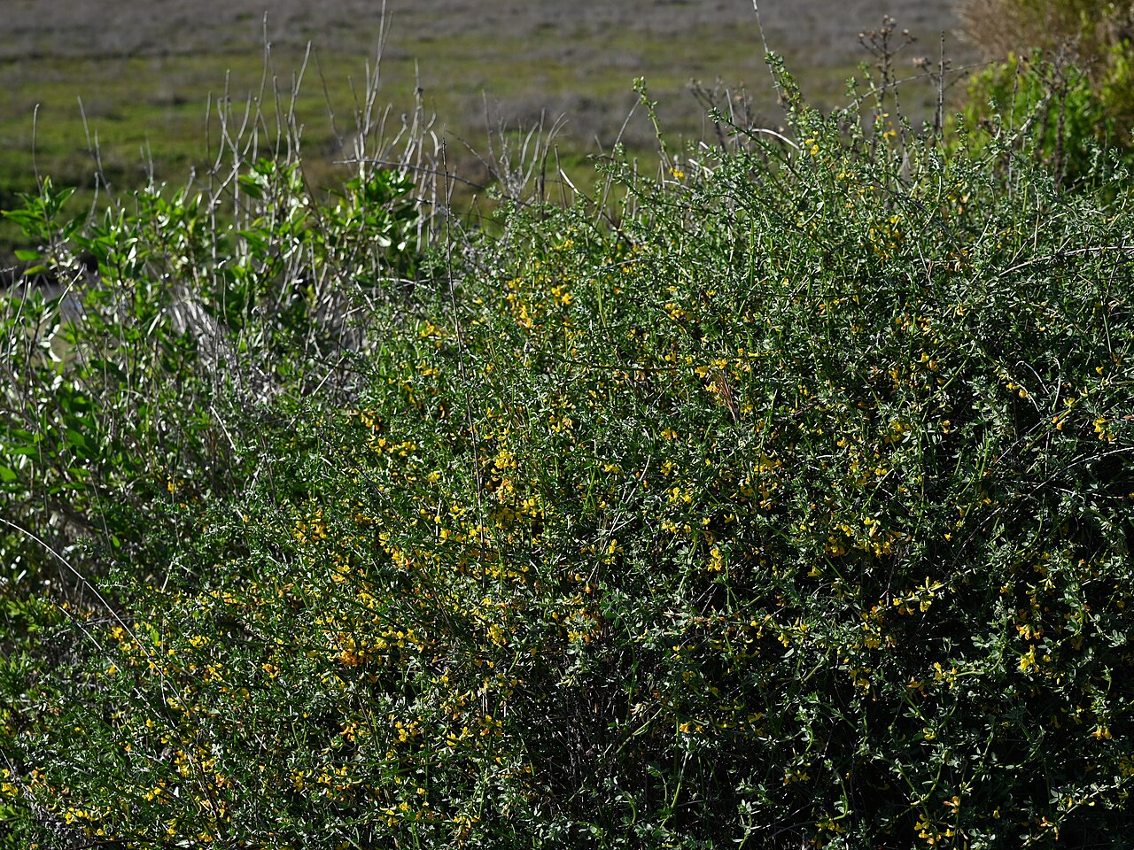 Deerweed — photo 3
