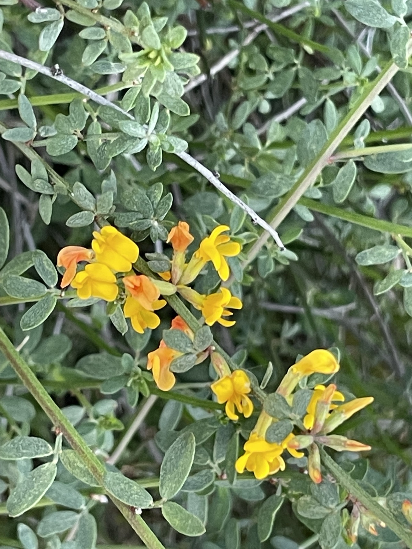 Deerweed — photo 20