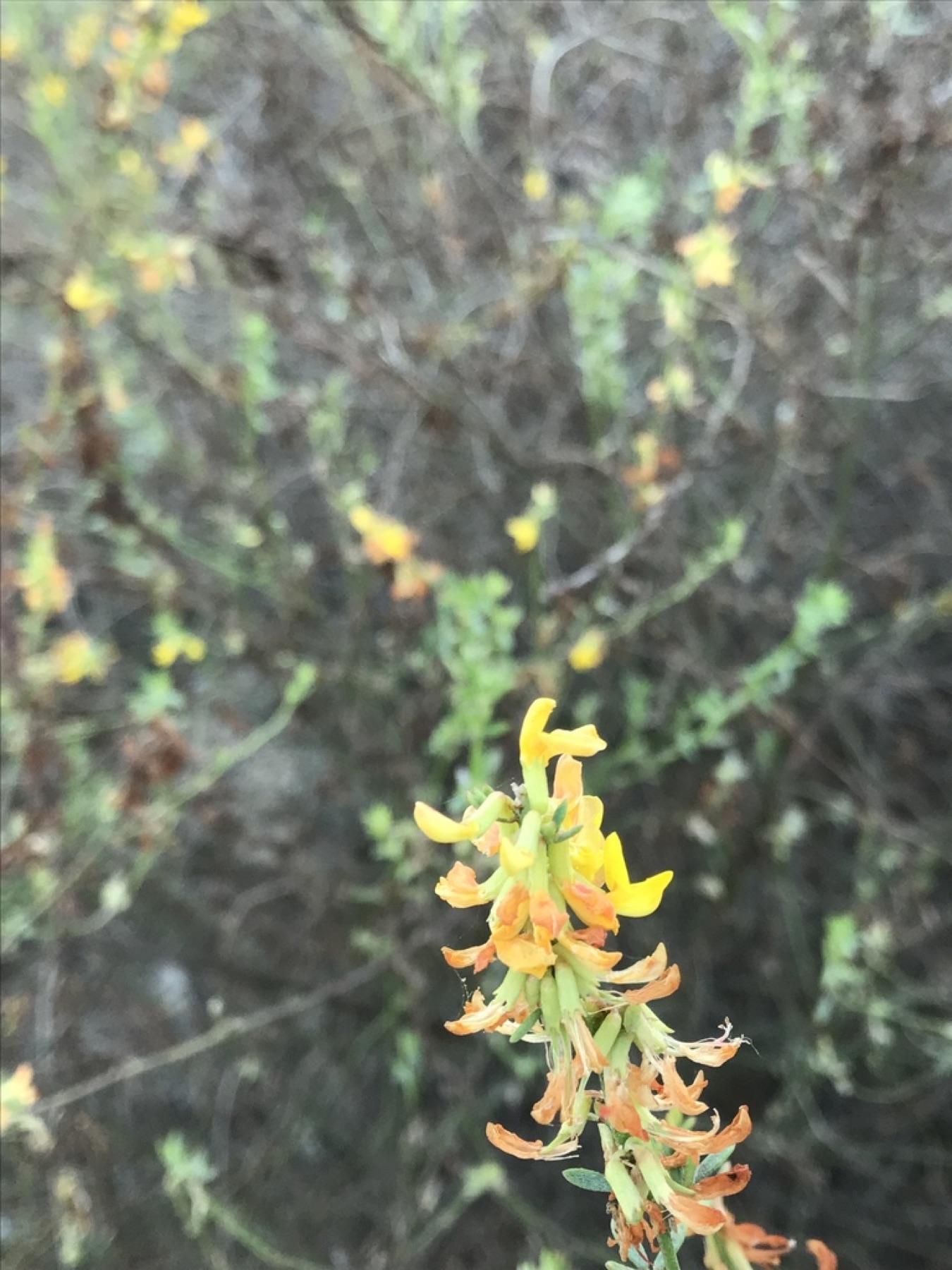 Deerweed — photo 21