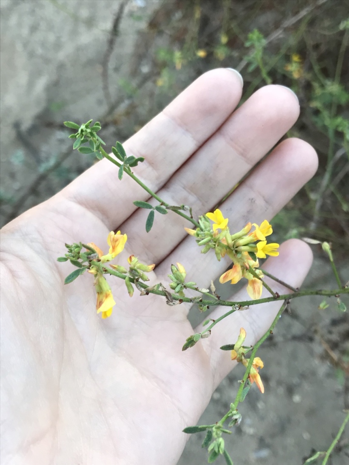 Deerweed — photo 22