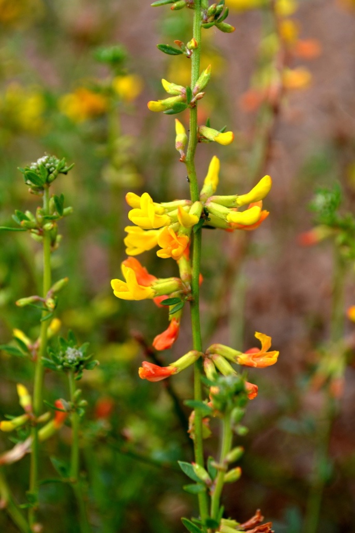 Deerweed — photo 23
