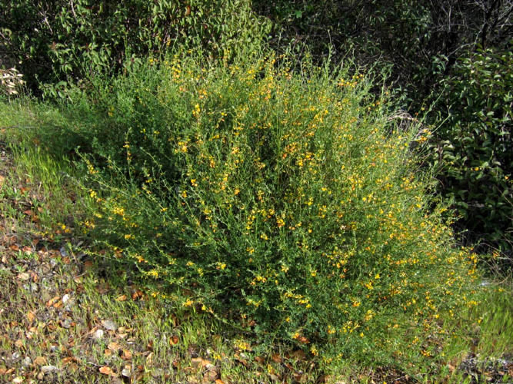 Deerweed — photo 24