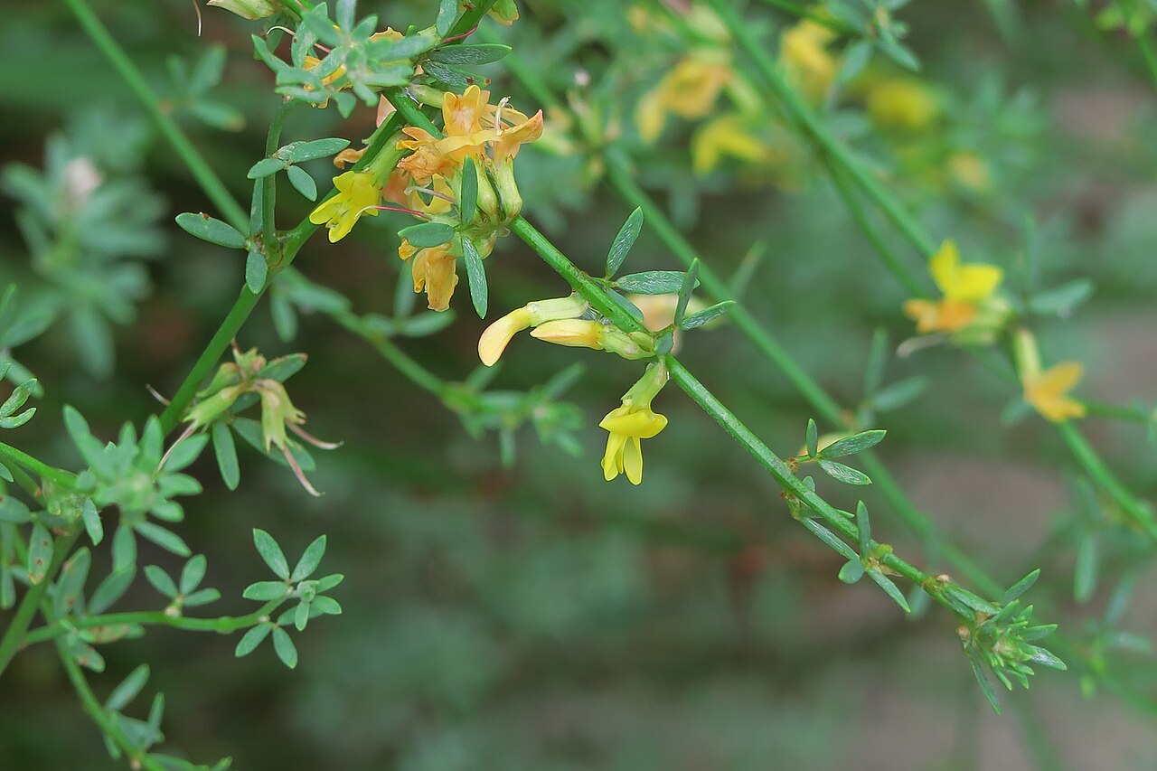 Deerweed — photo 4