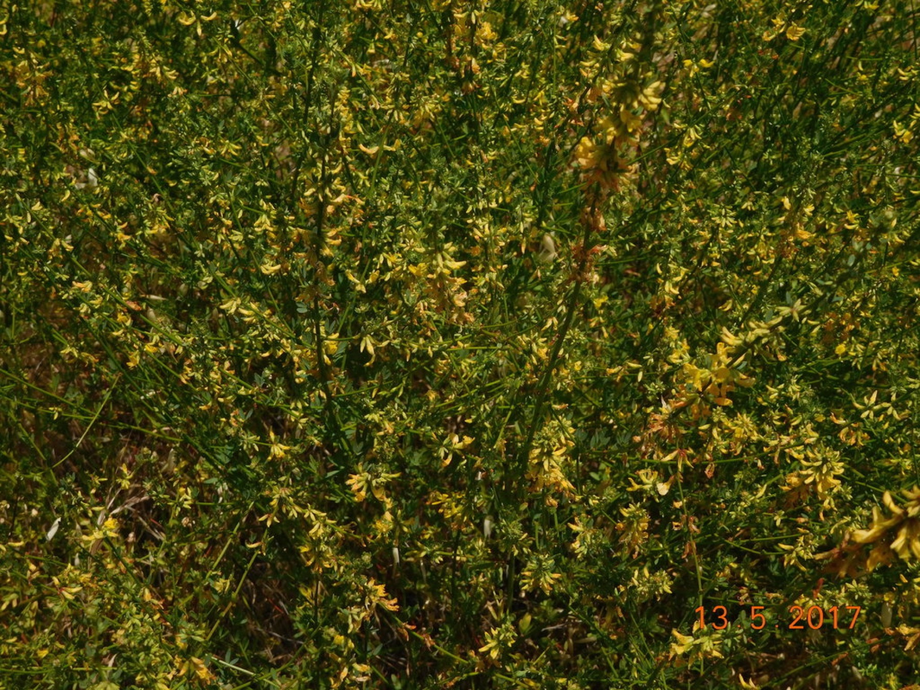 Deerweed — photo 6