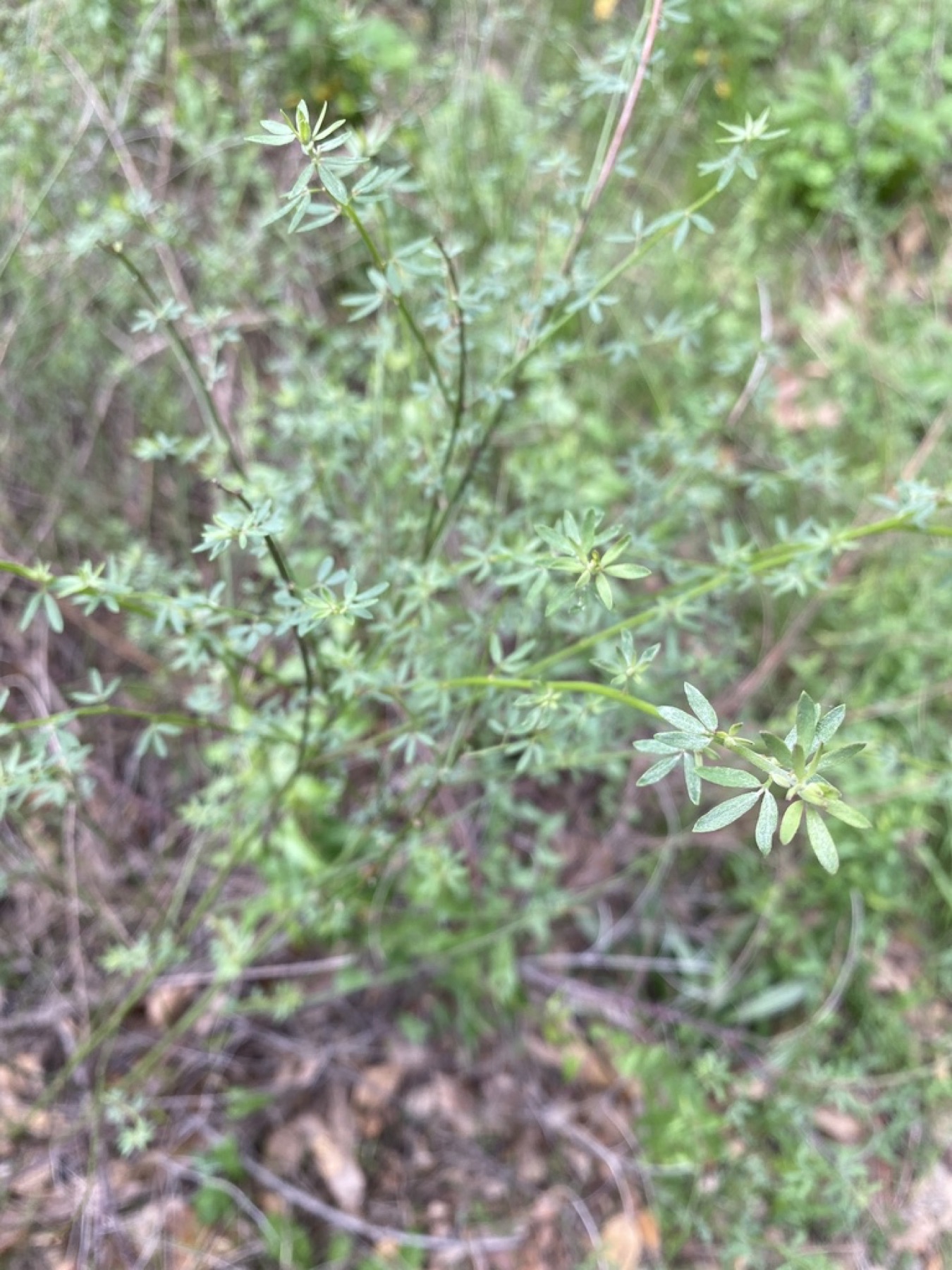 Deerweed — photo 7